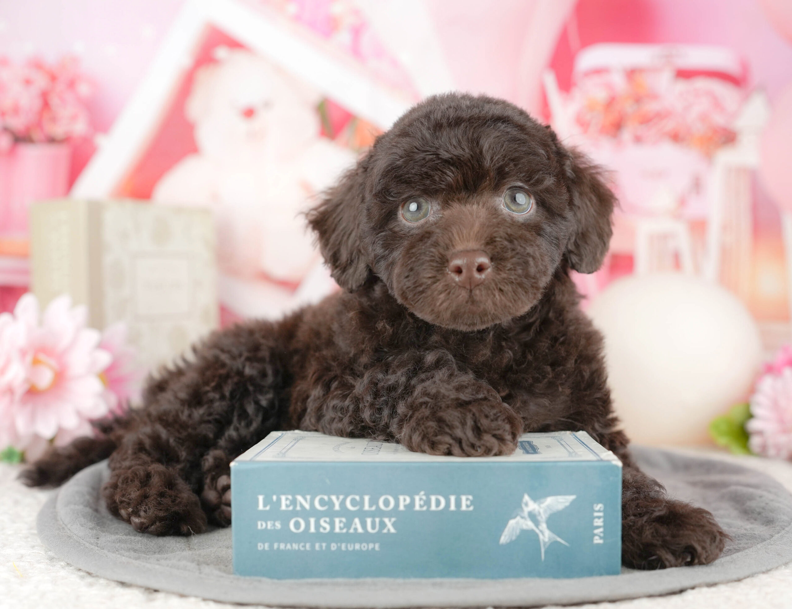 トイ・プードル | 女の子 | ブラウン | 2025年12月19日