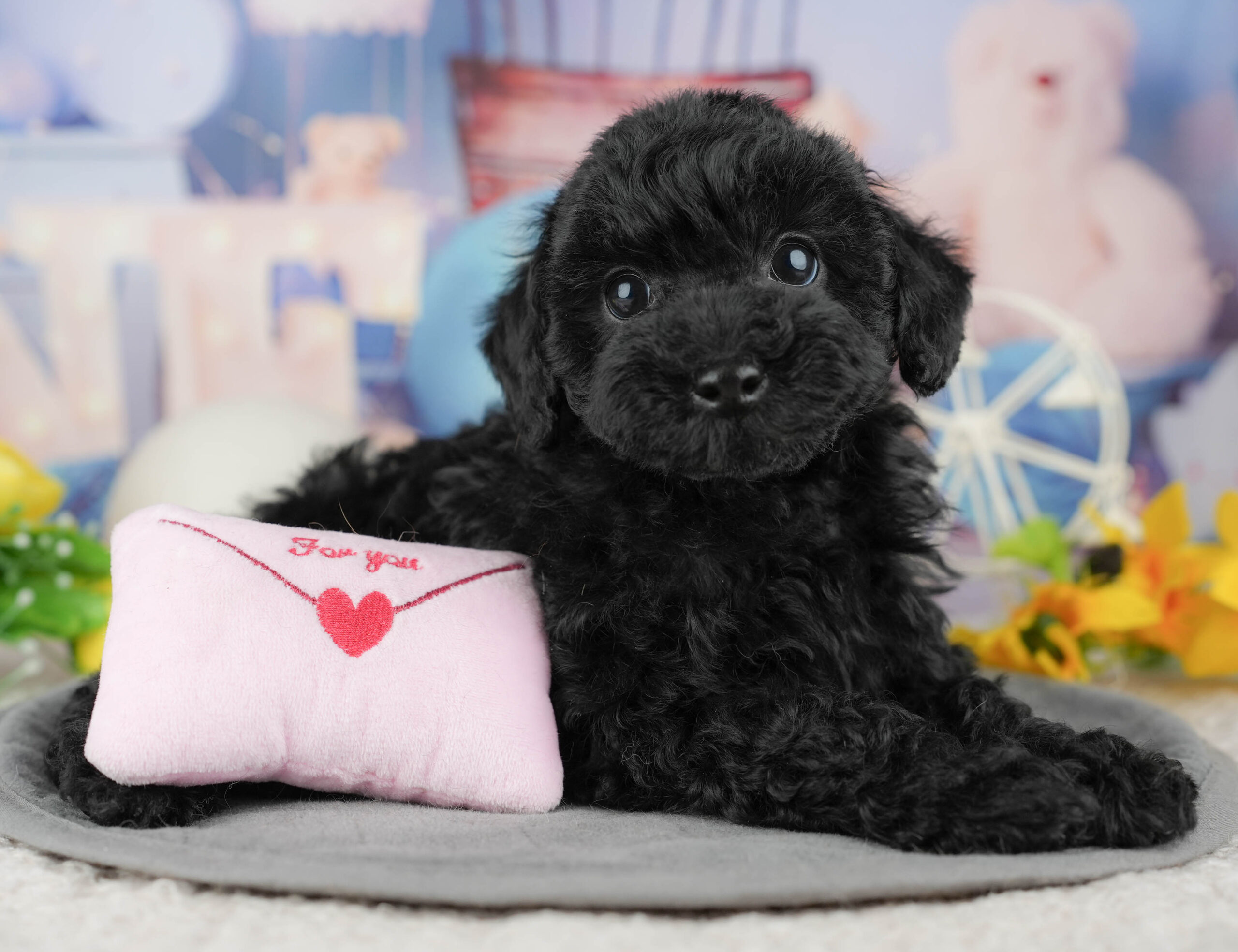 トイ・プードル | 男の子 | ブラック | 2025年12月19日