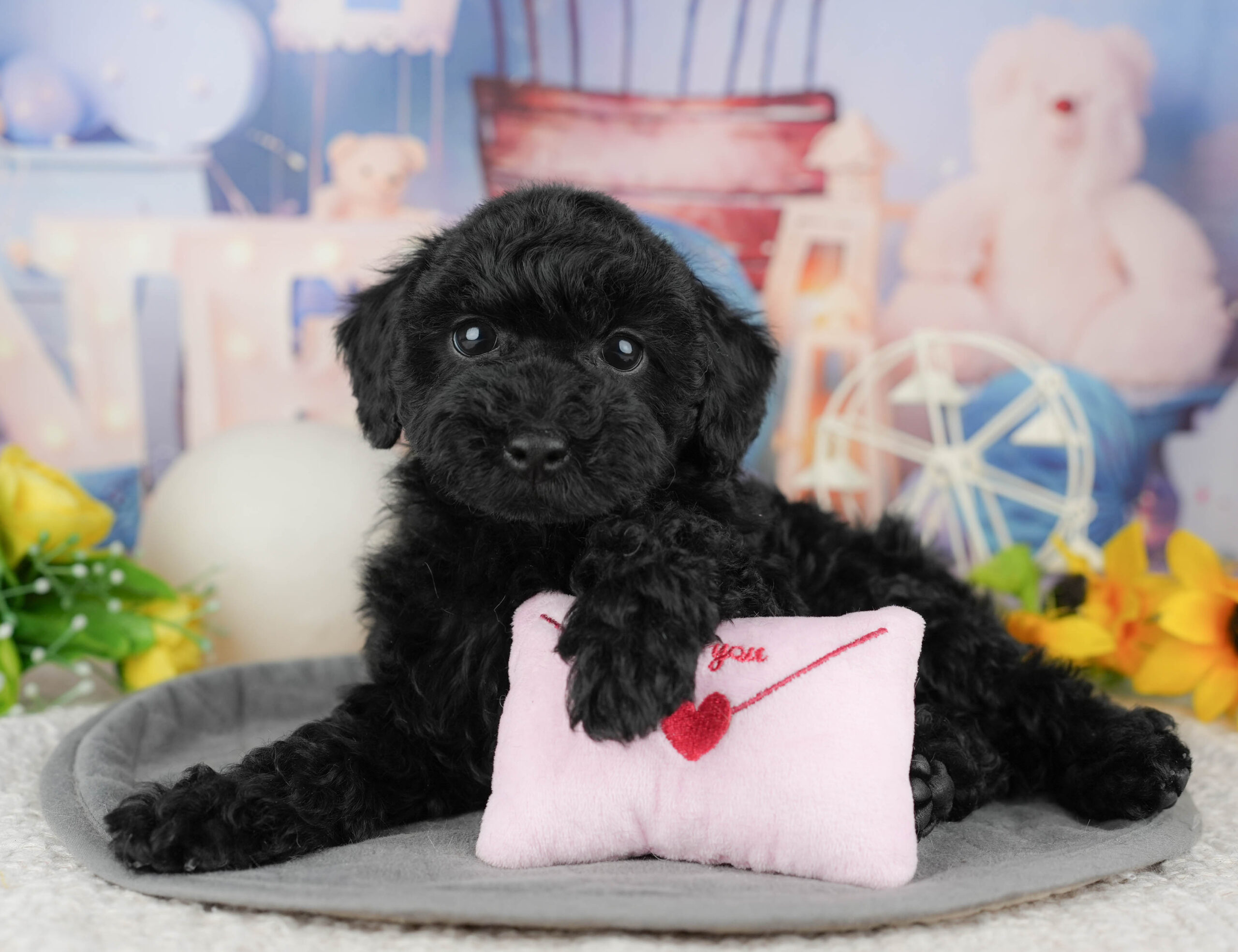 トイ・プードル | 男の子 | ブラック | 2025年12月19日