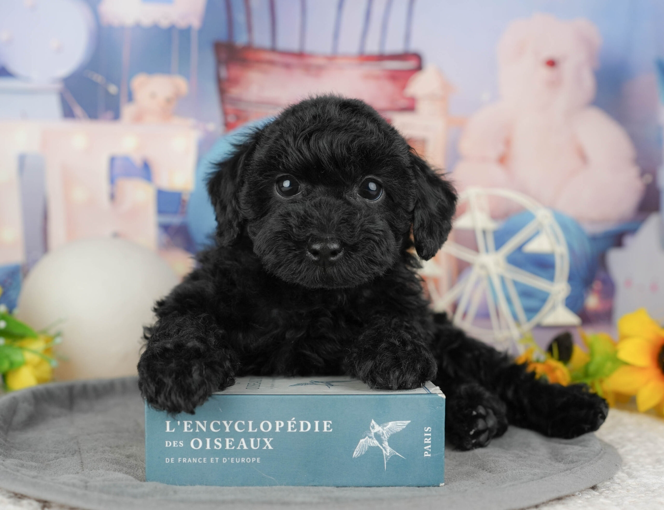 トイ・プードル | 男の子 | ブラック | 2025年12月19日