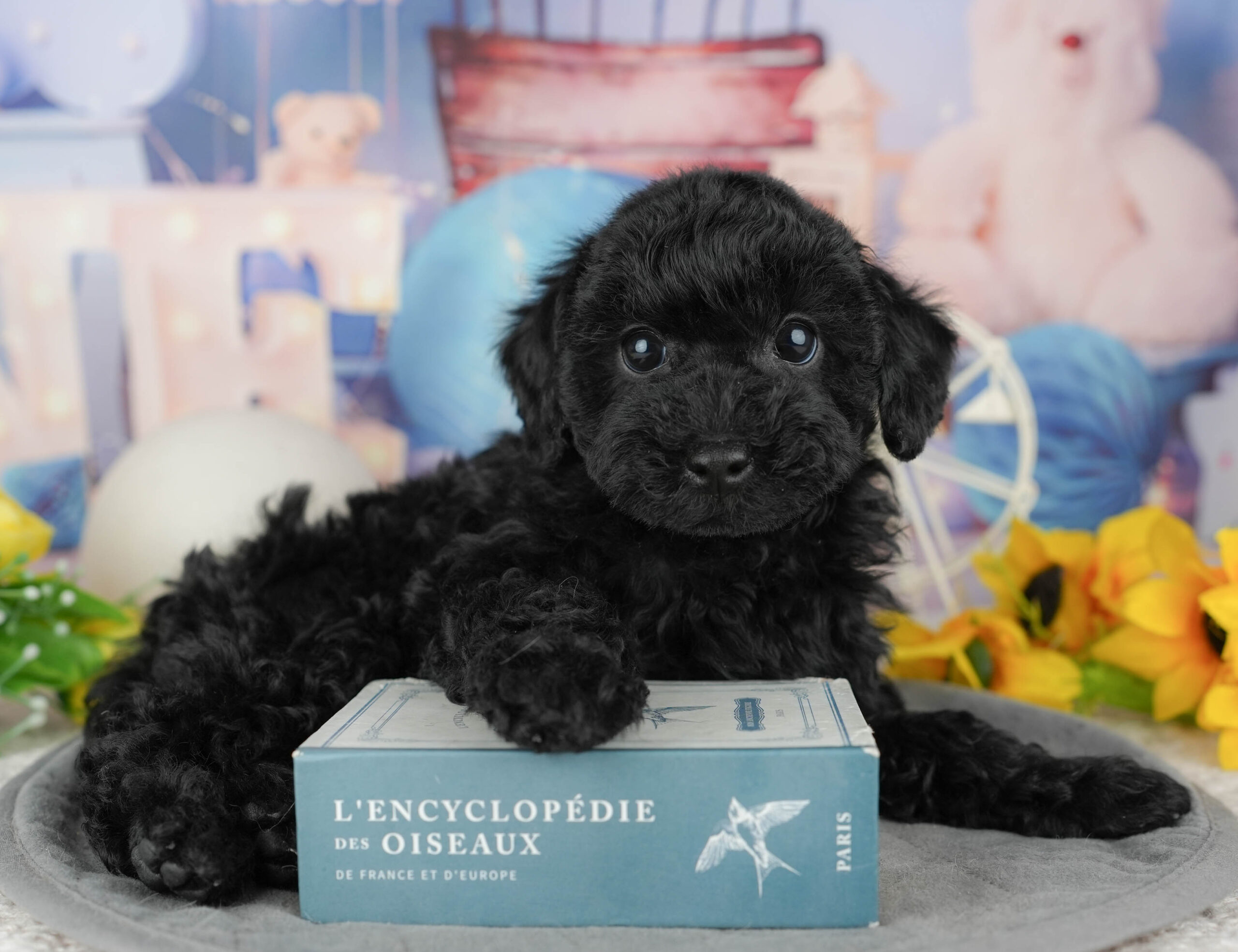 トイ・プードル | 男の子 | ブラック | 2025年12月19日