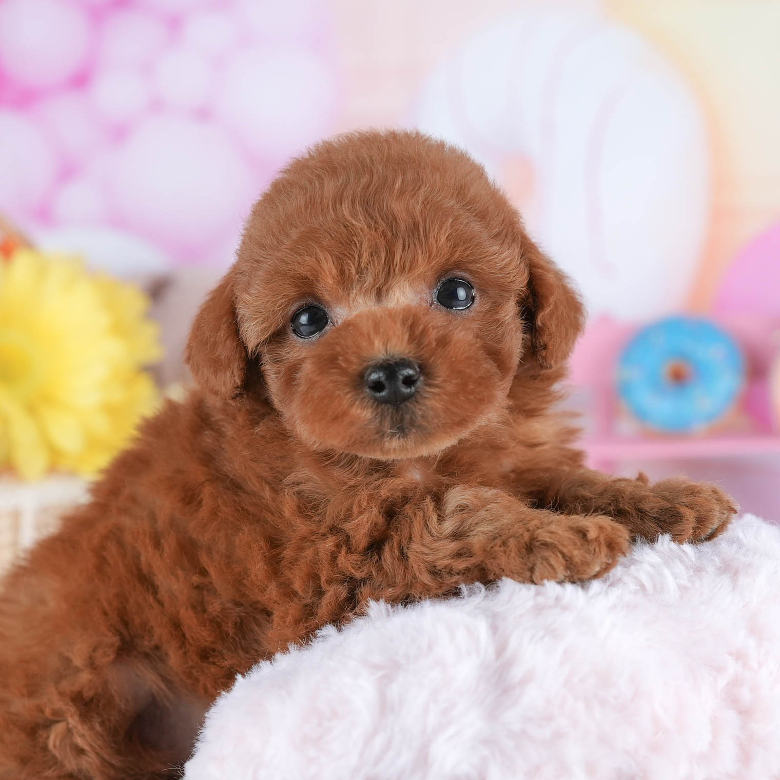 トイ・プードル | 男の子 | レッド | 2025年12月21日