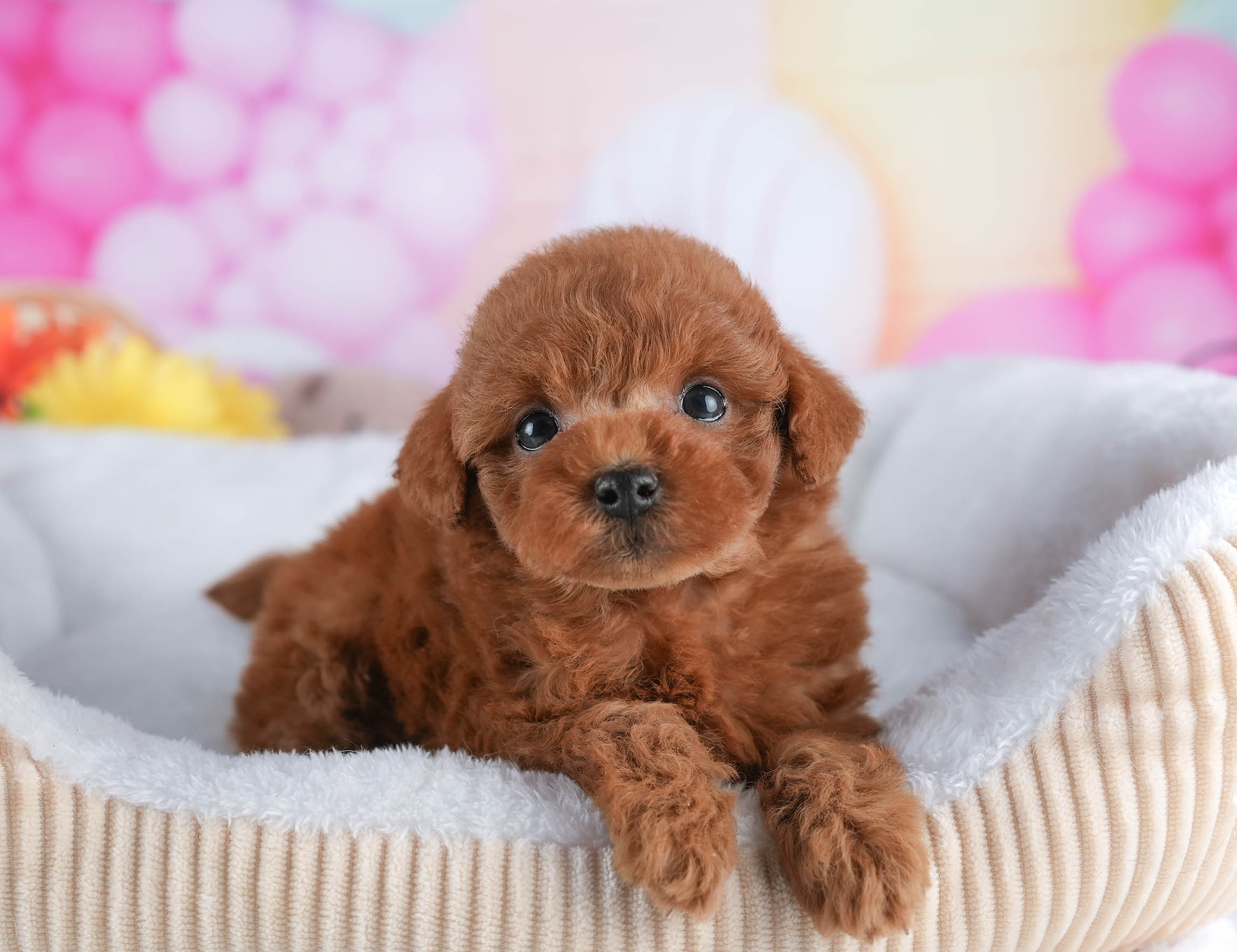 トイ・プードル | 男の子 | レッド | 2025年12月21日