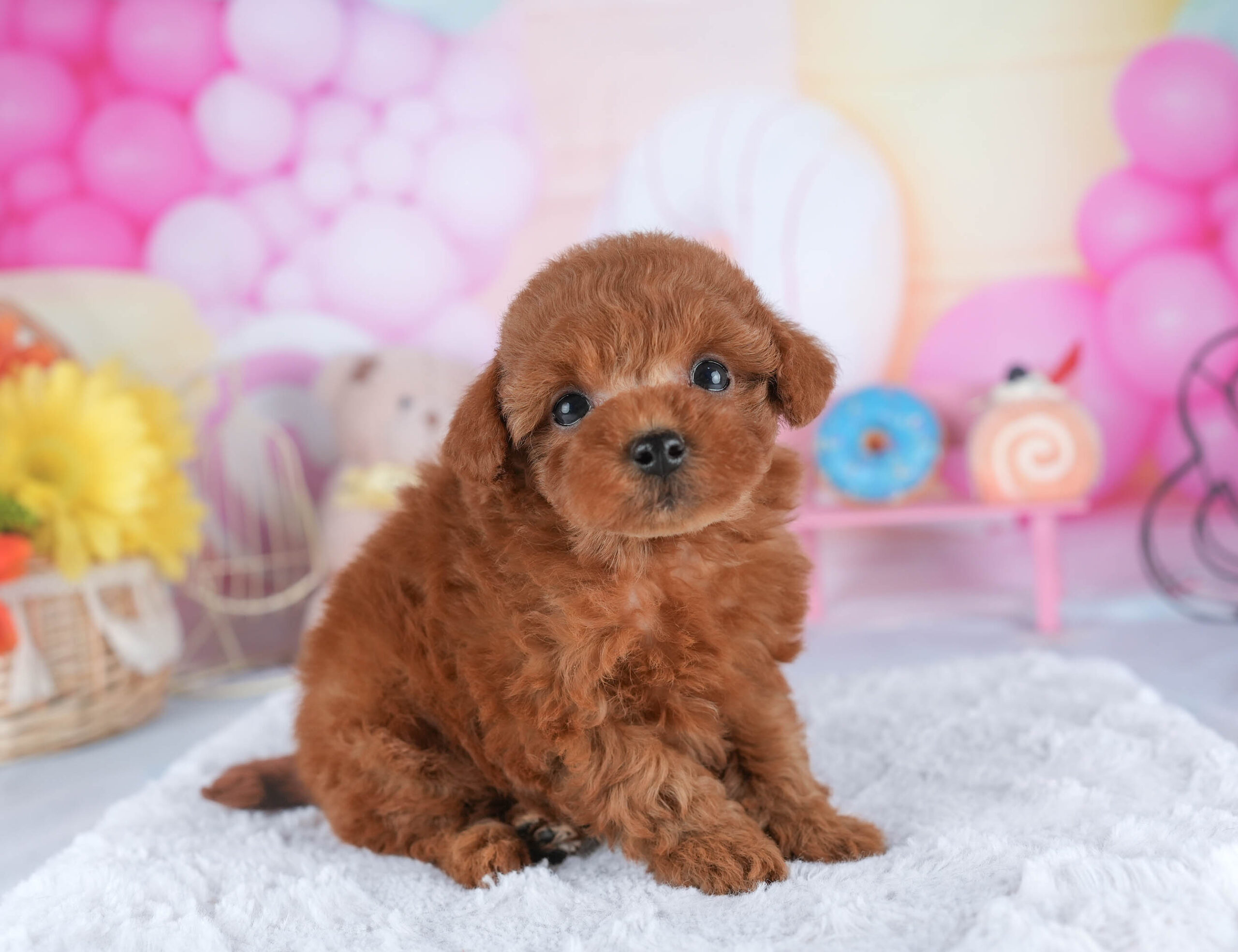 トイ・プードル | 男の子 | レッド | 2025年12月21日