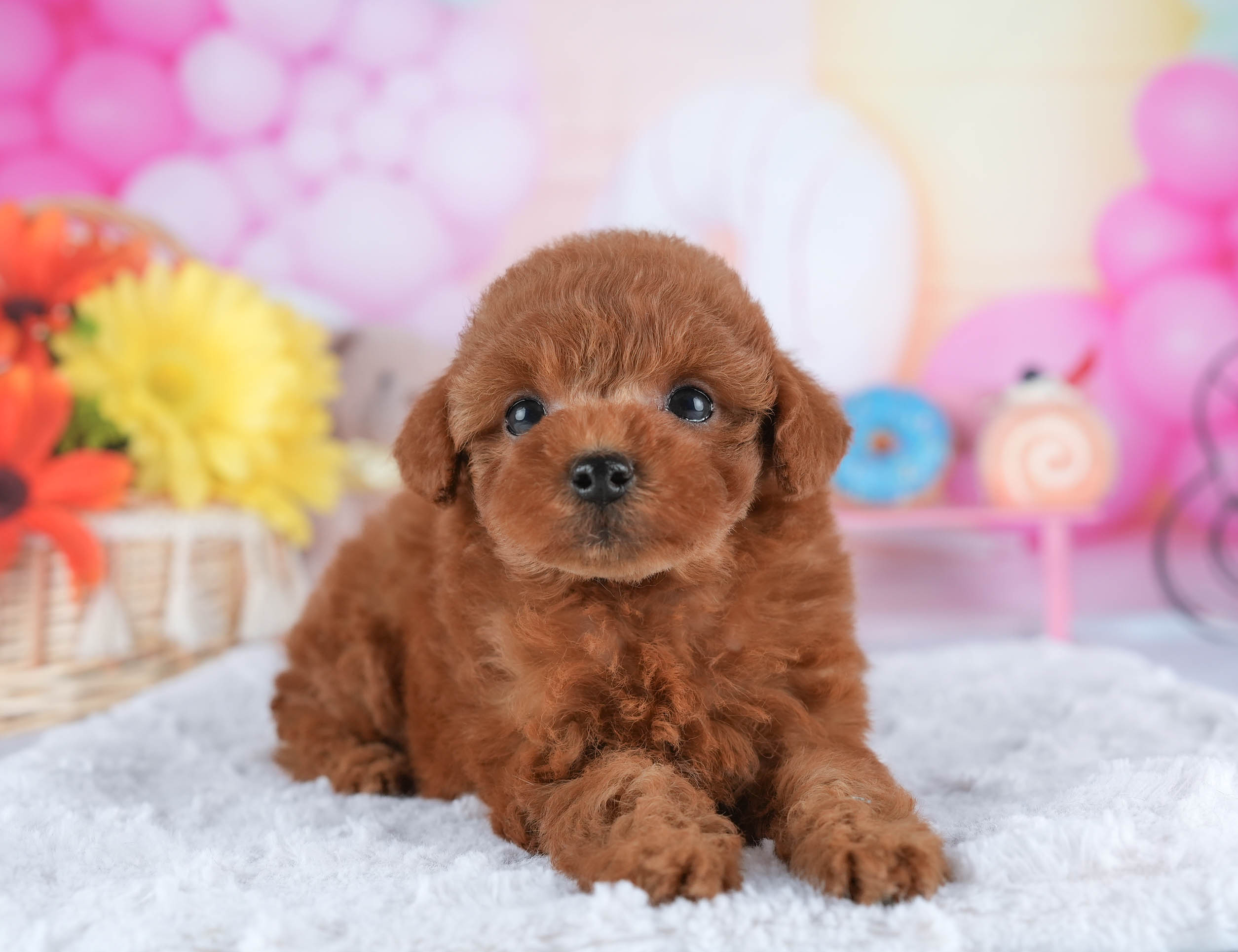 トイ・プードル | 男の子 | レッド | 2025年12月21日