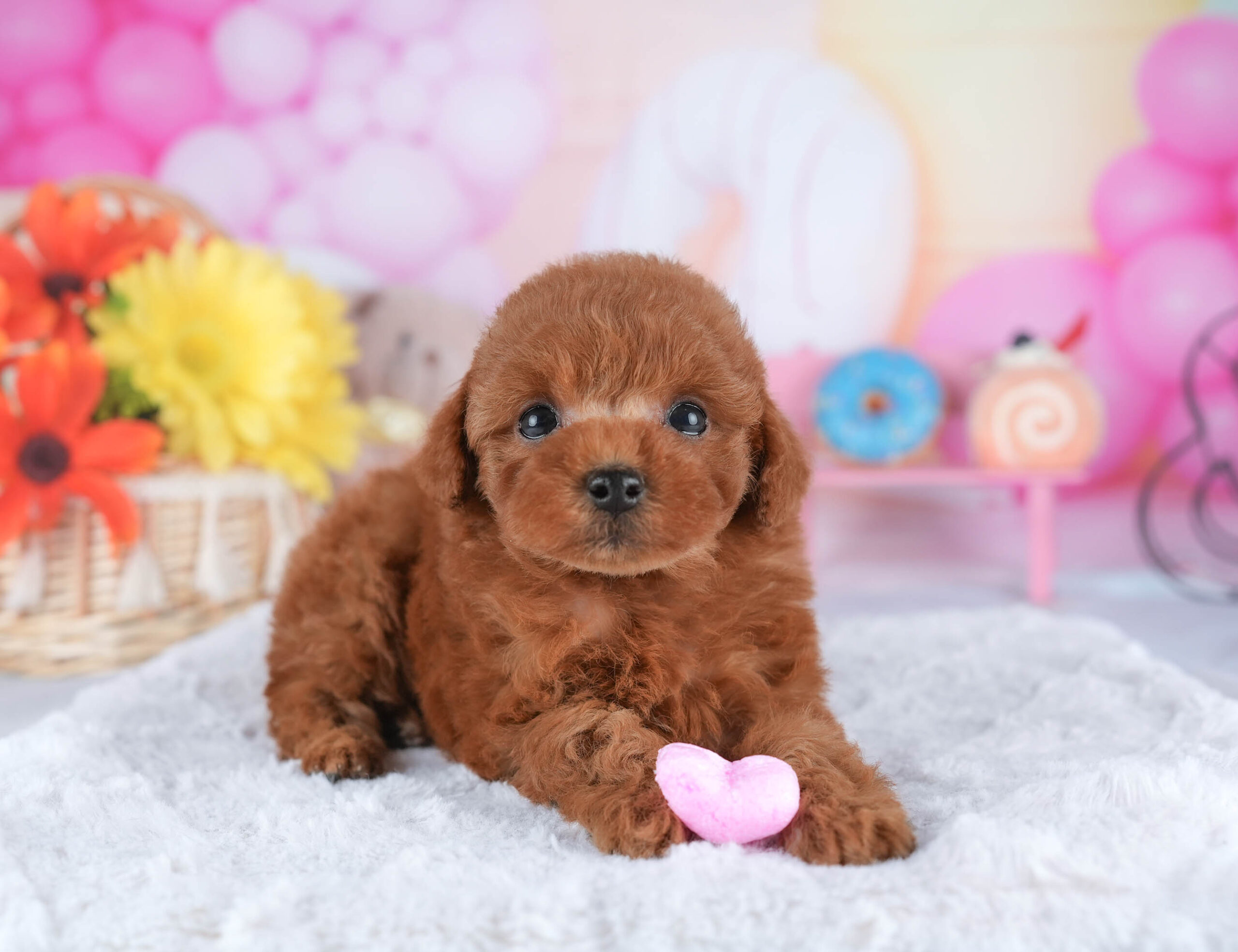 トイ・プードル | 男の子 | レッド | 2025年12月21日