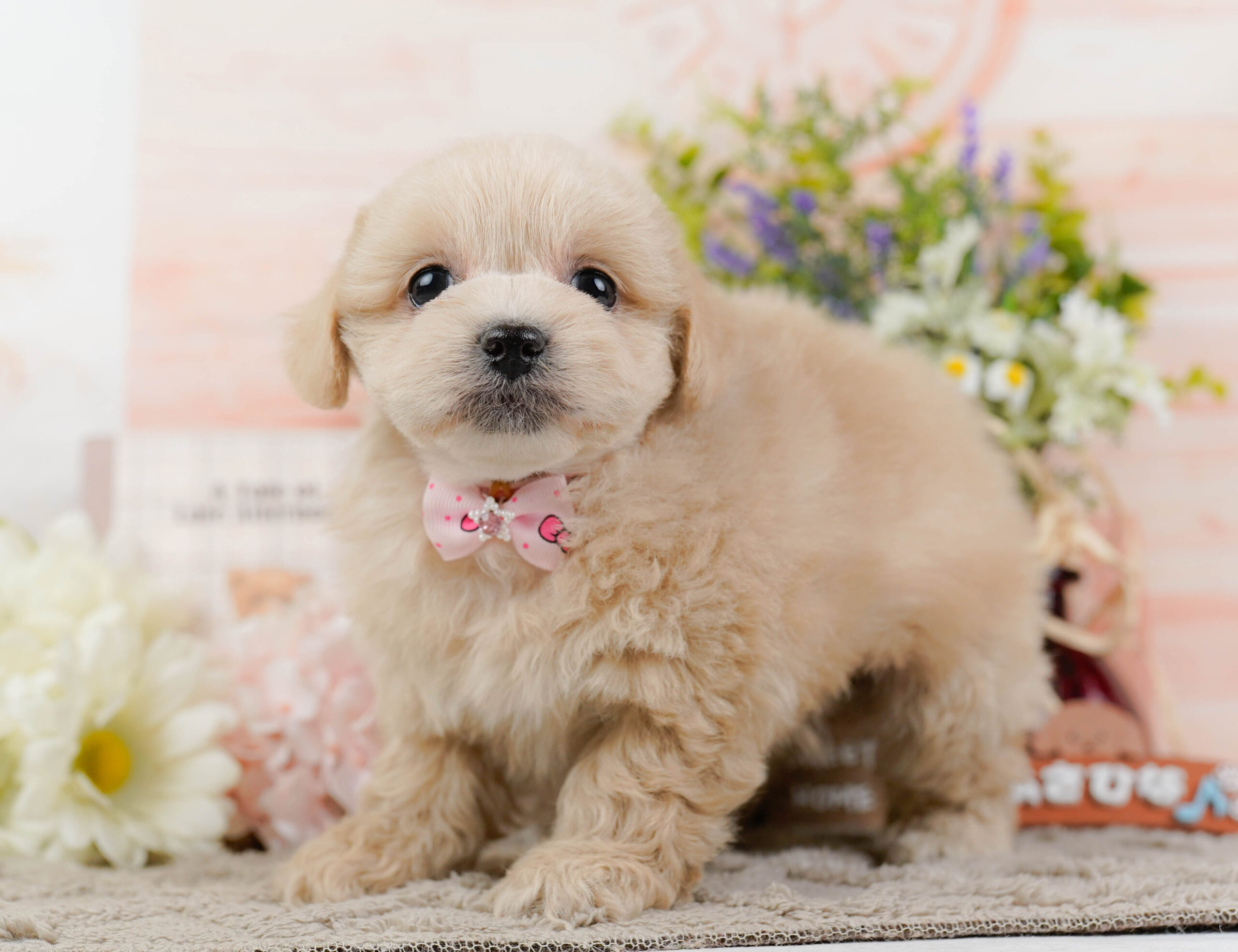 ペキプー | 女の子 | クリーム | 2025年12月21日