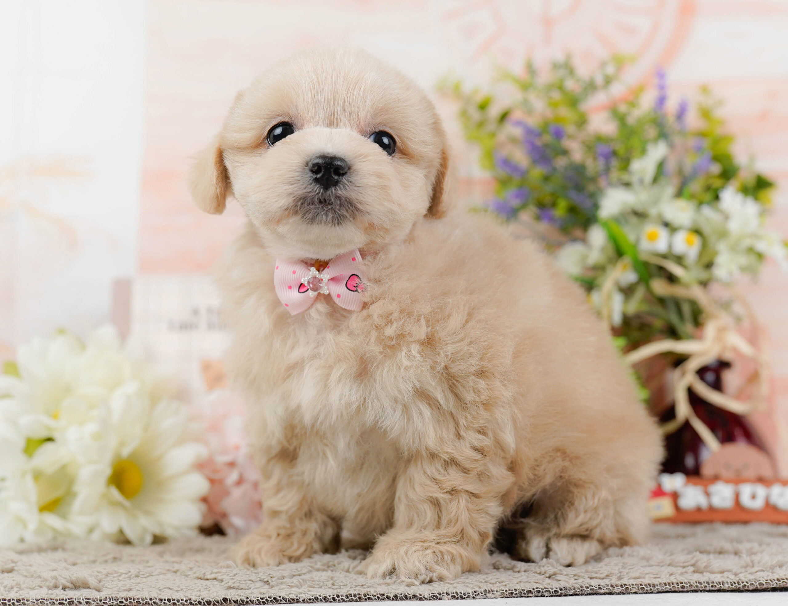 ペキプー | 女の子 | クリーム | 2025年12月21日