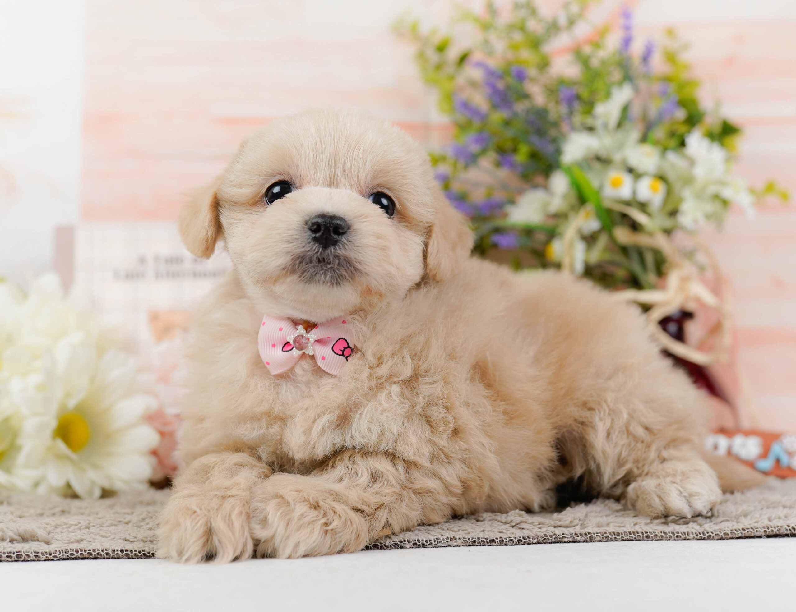 ペキプー | 女の子 | クリーム | 2025年12月21日