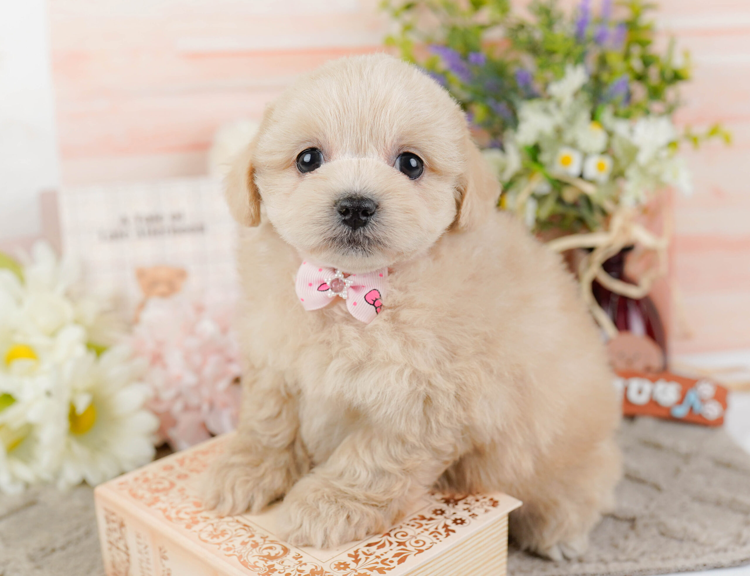 ペキプー | 女の子 | クリーム | 2025年12月21日