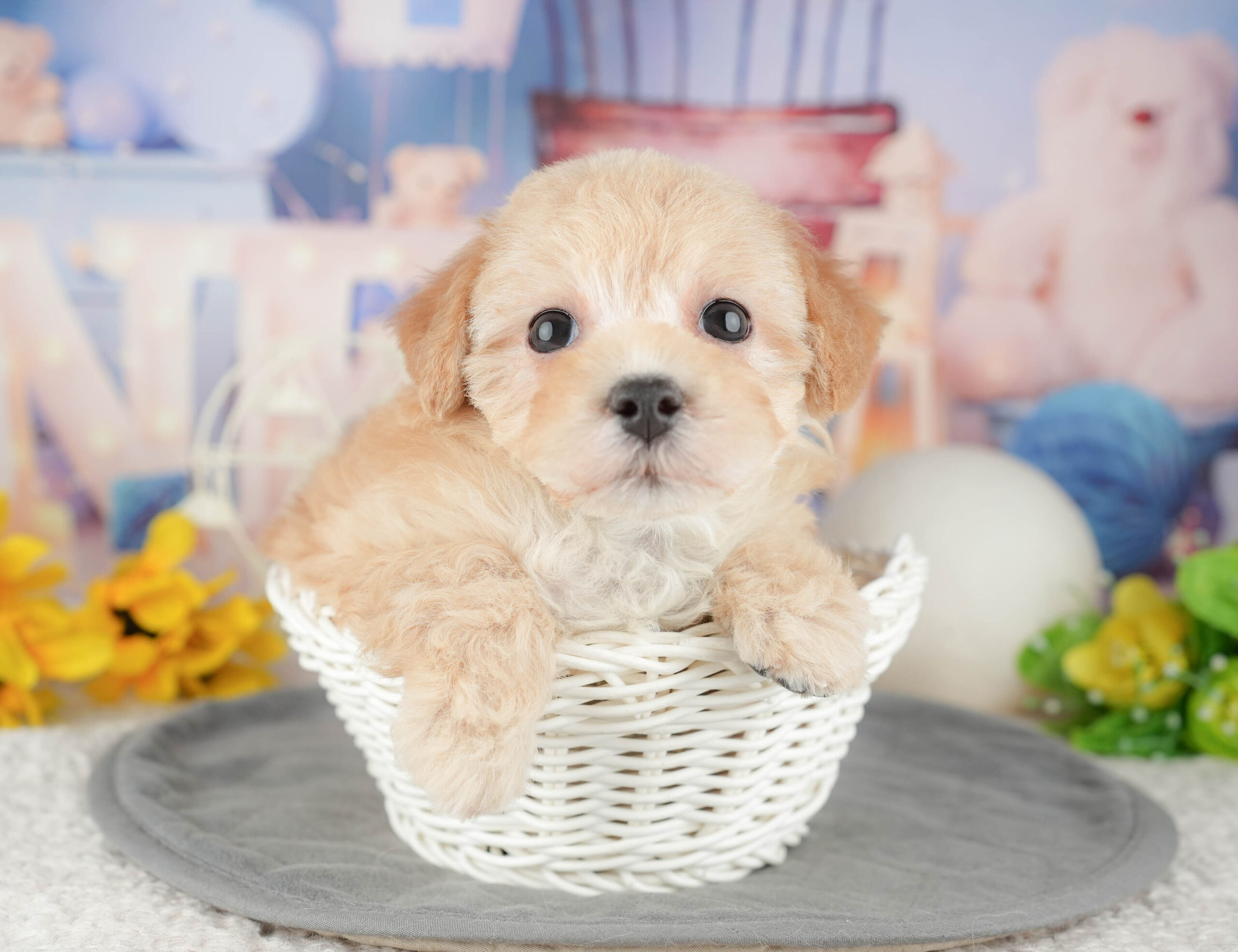 マルプー | 女の子 | クリーム | 2025年12月21日