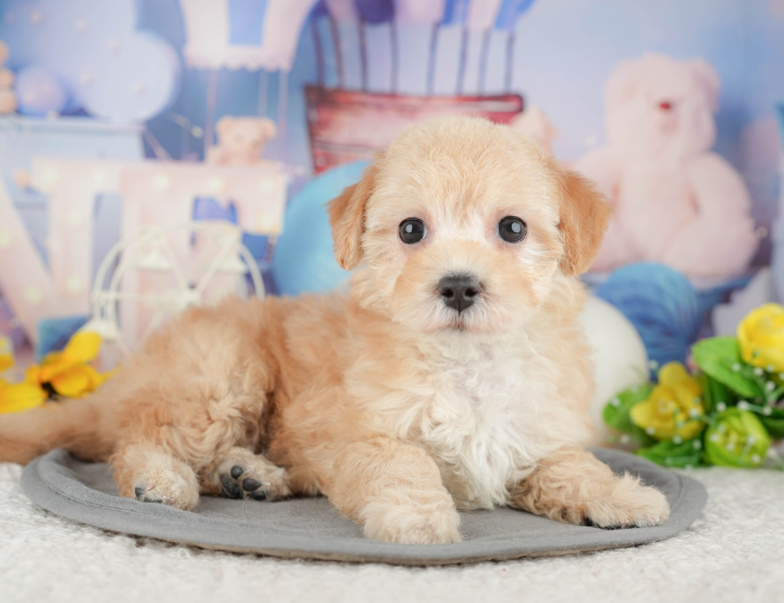 マルプー | 女の子 | クリーム | 2025年12月21日