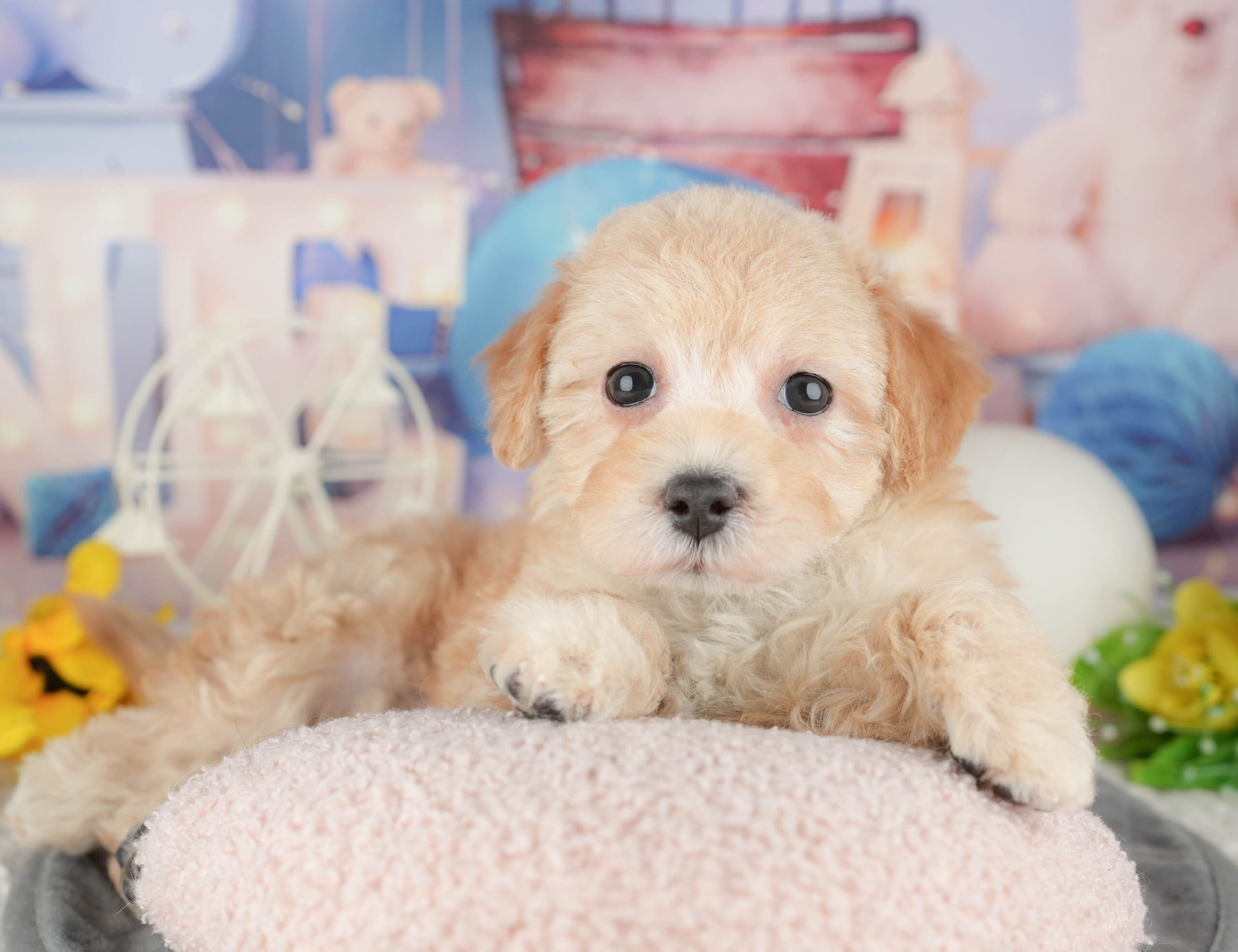 マルプー | 女の子 | クリーム | 2025年12月21日