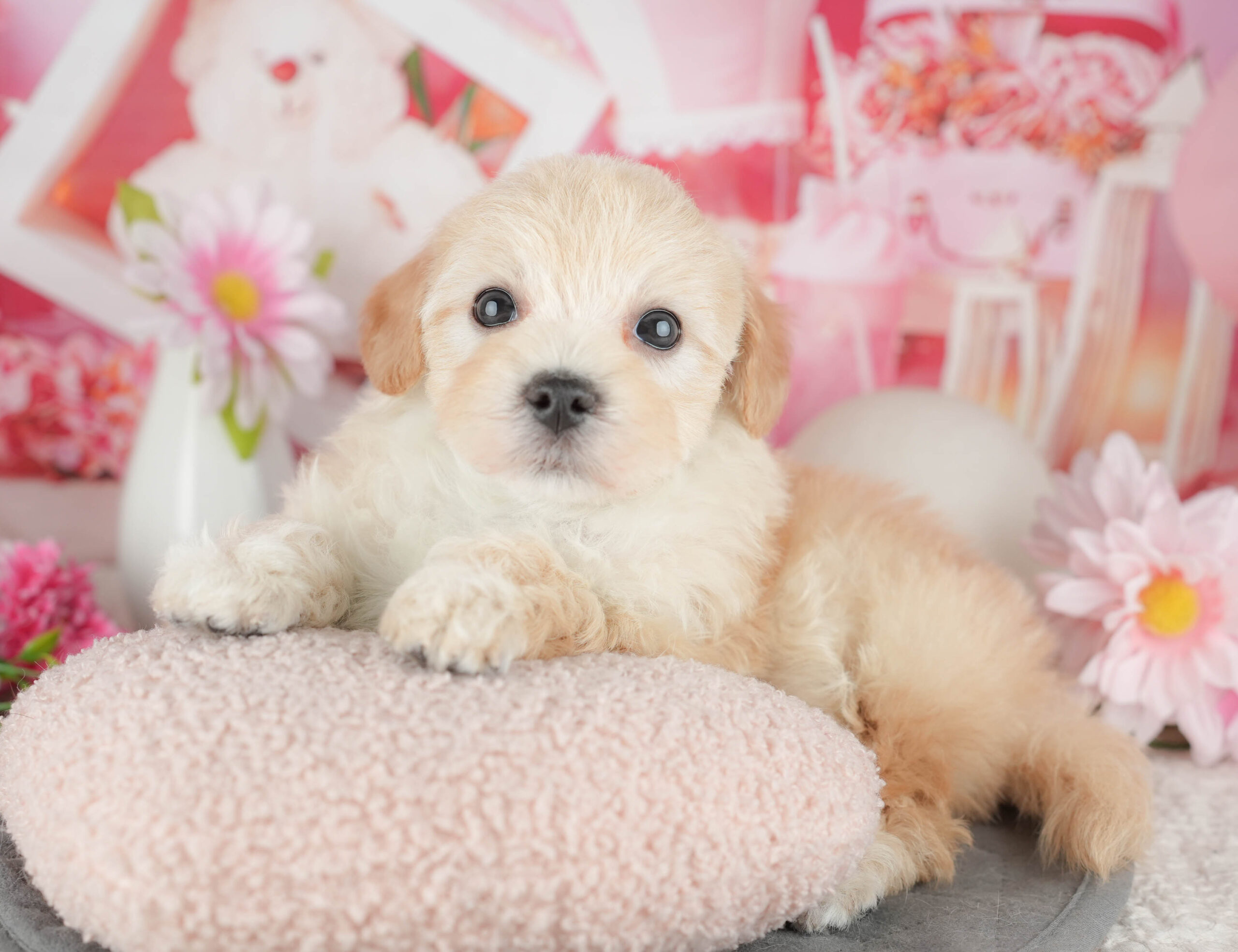 マルプー | 男の子 | クリーム | 2025年12月21日