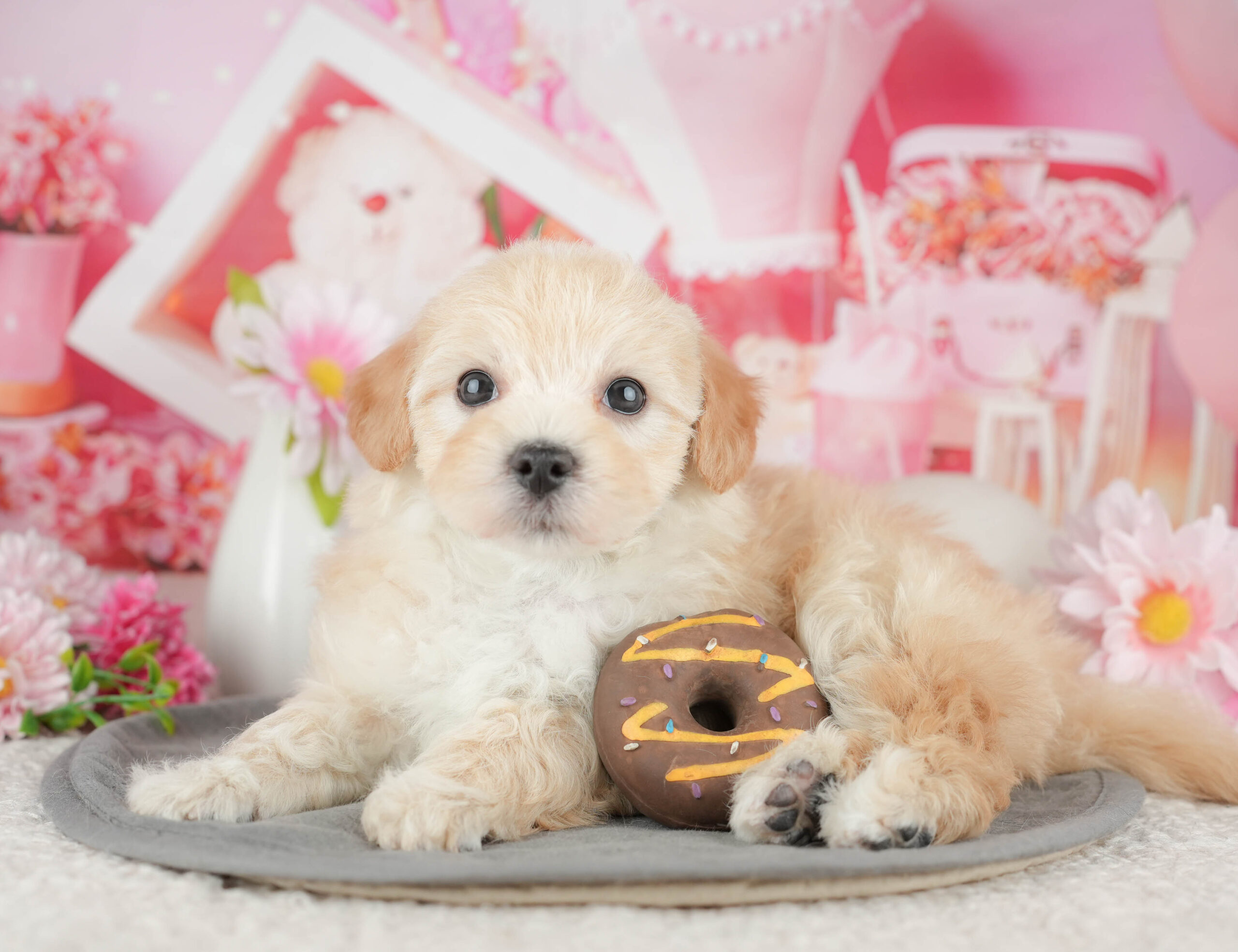 マルプー | 男の子 | クリーム | 2025年12月21日