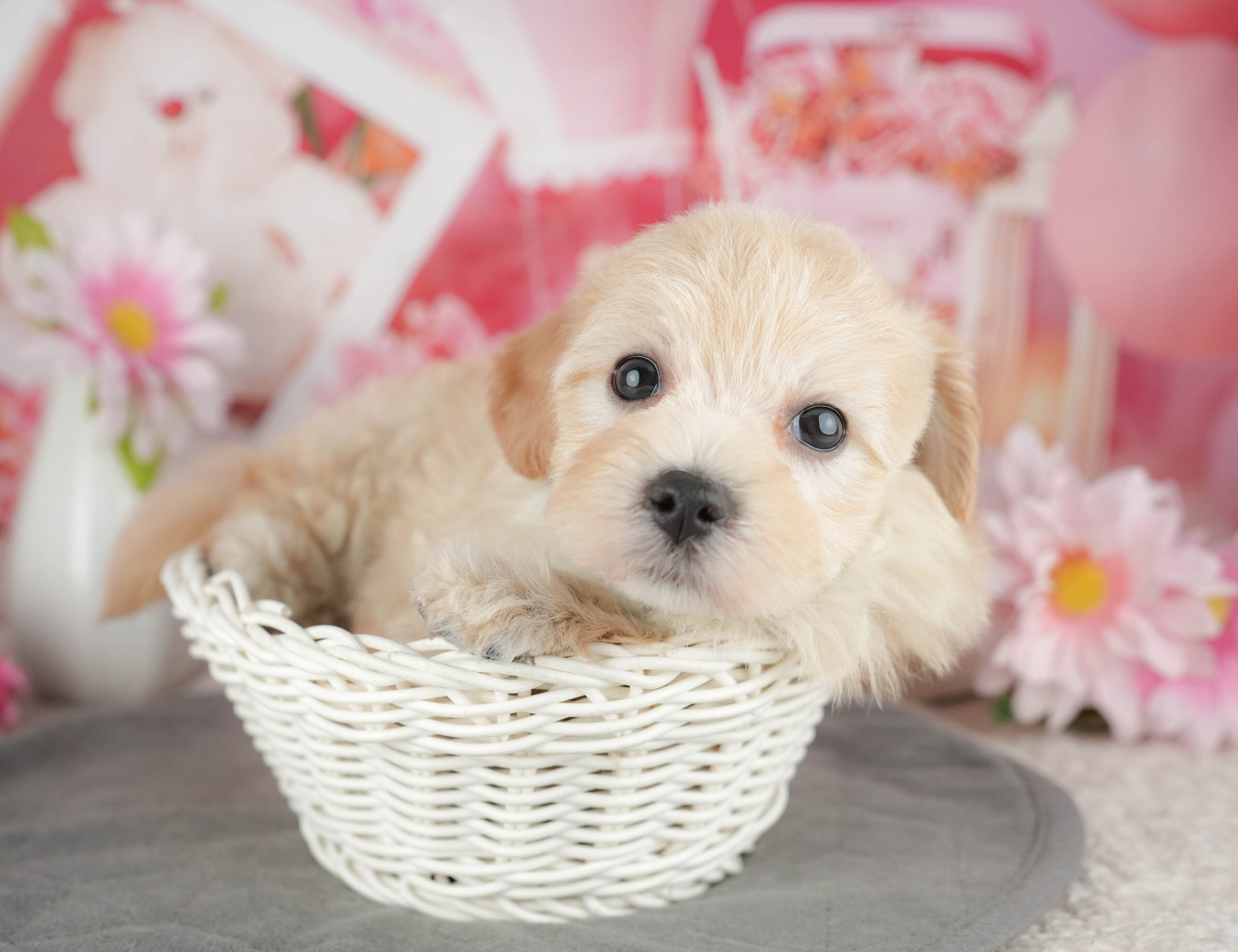 マルプー | 男の子 | クリーム | 2025年12月21日