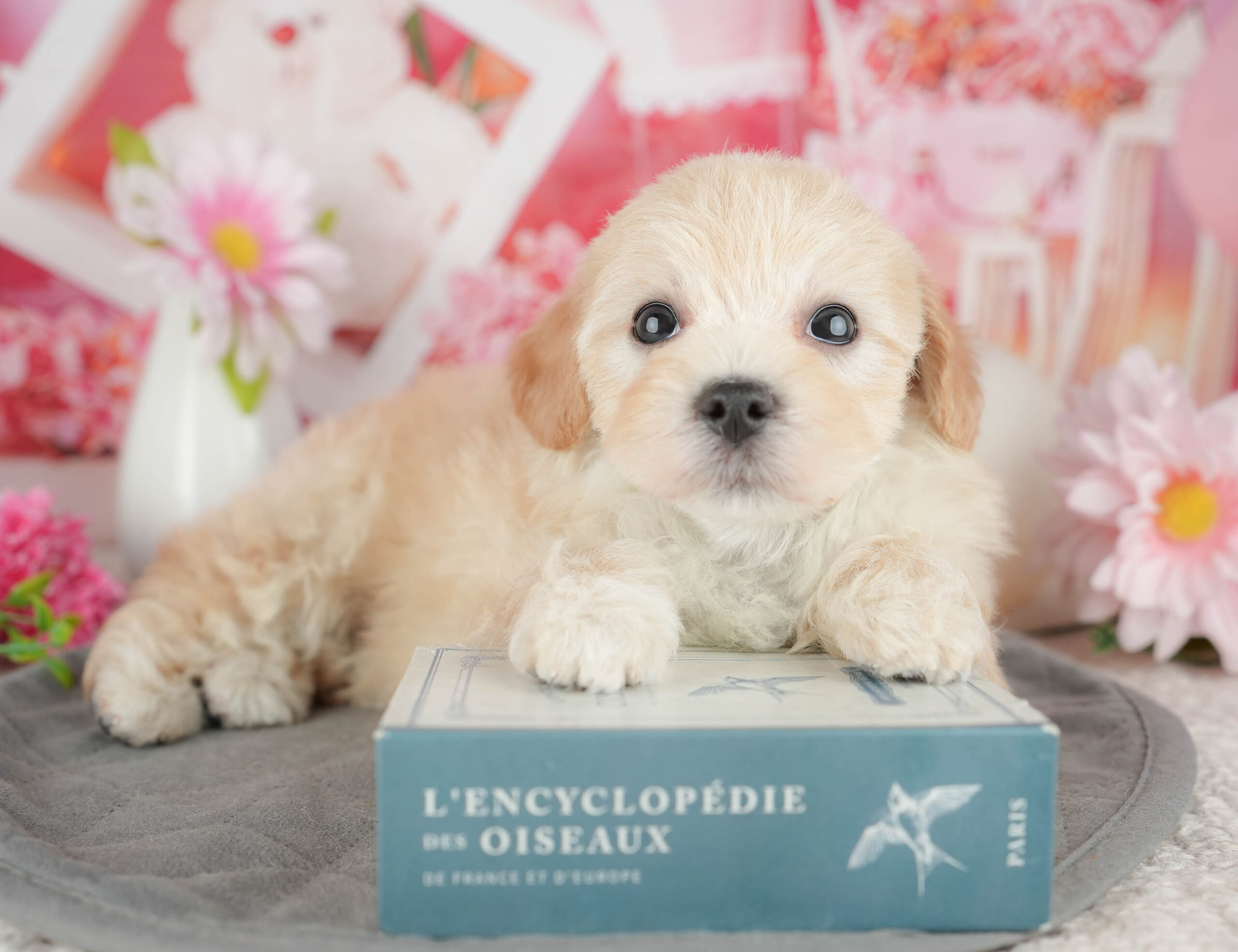 マルプー | 男の子 | クリーム | 2025年12月21日