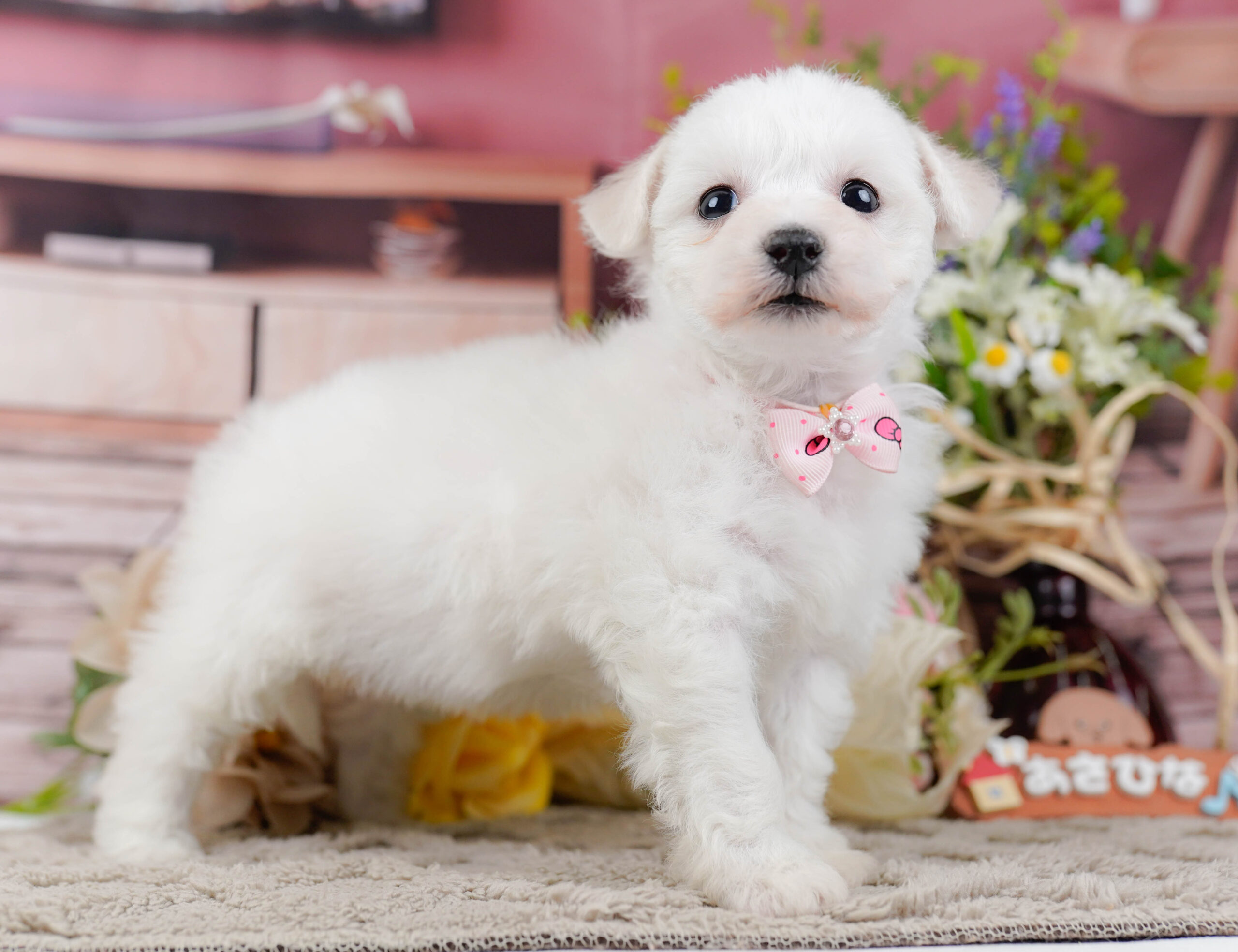 ビションフリーゼ | 女の子 | ホワイト | 2025年12月21日