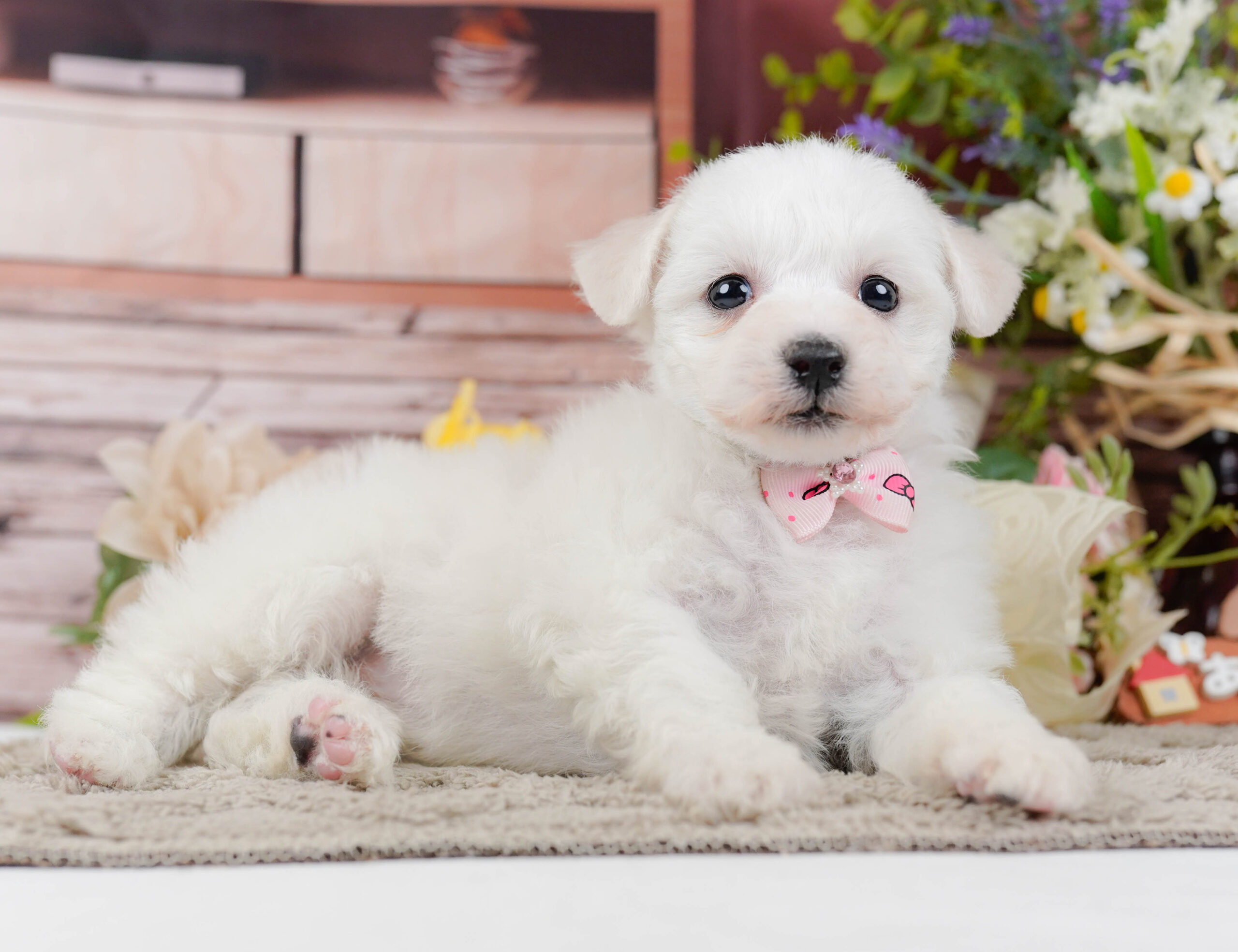 ビションフリーゼ | 女の子 | ホワイト | 2025年12月21日