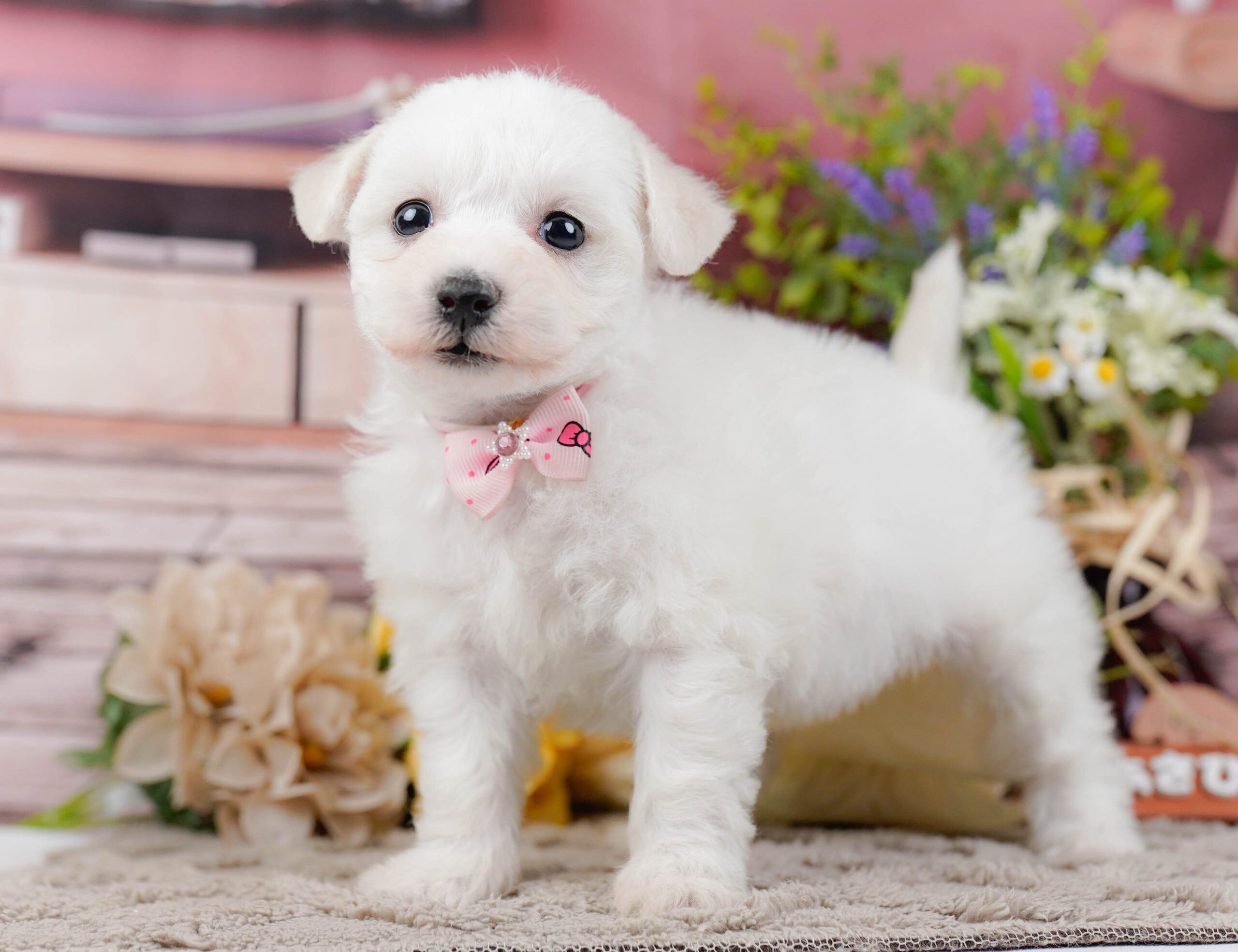 ビションフリーゼ | 女の子 | ホワイト | 2025年12月21日