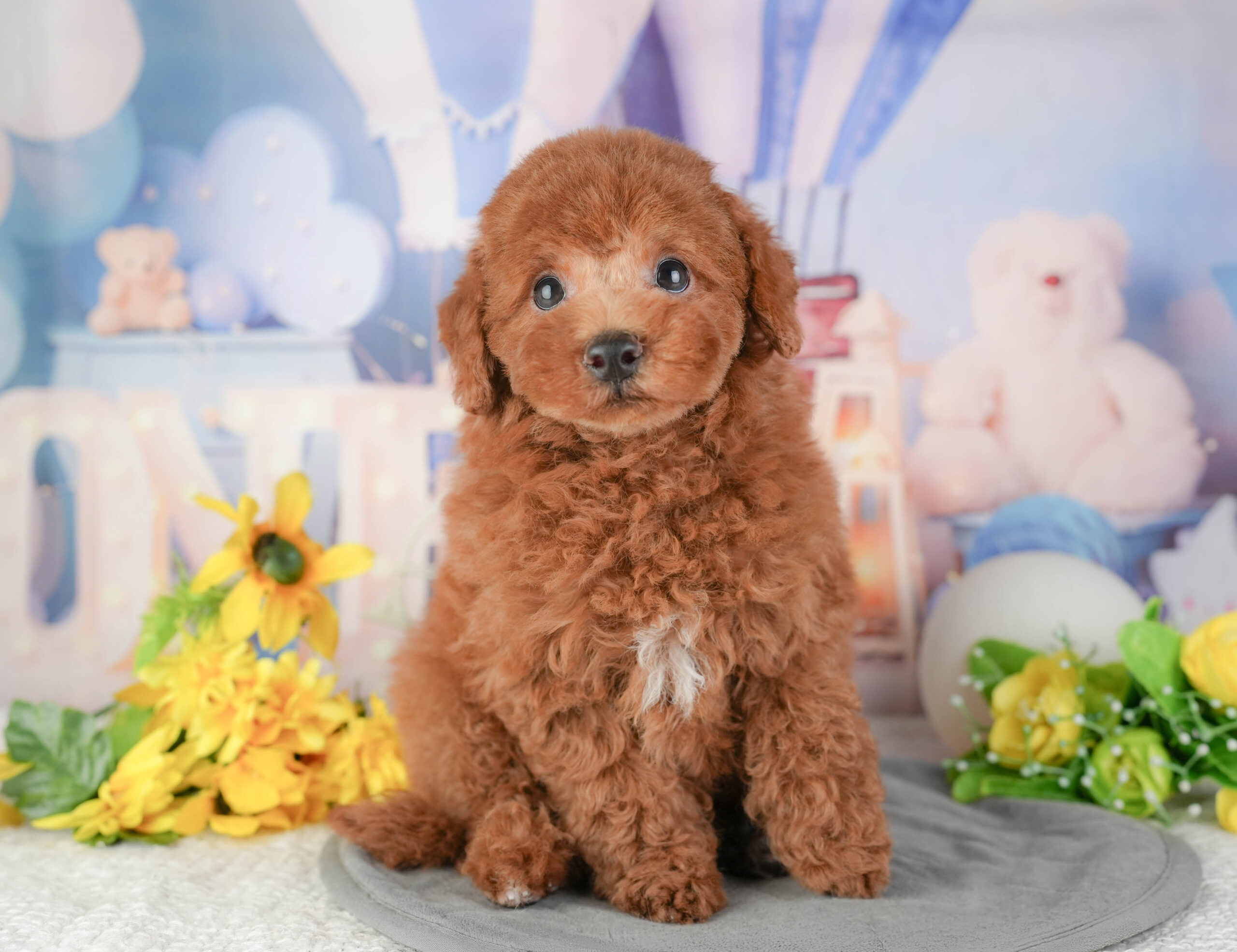 トイ・プードル | 男の子 | レッド | 2025年12月22日