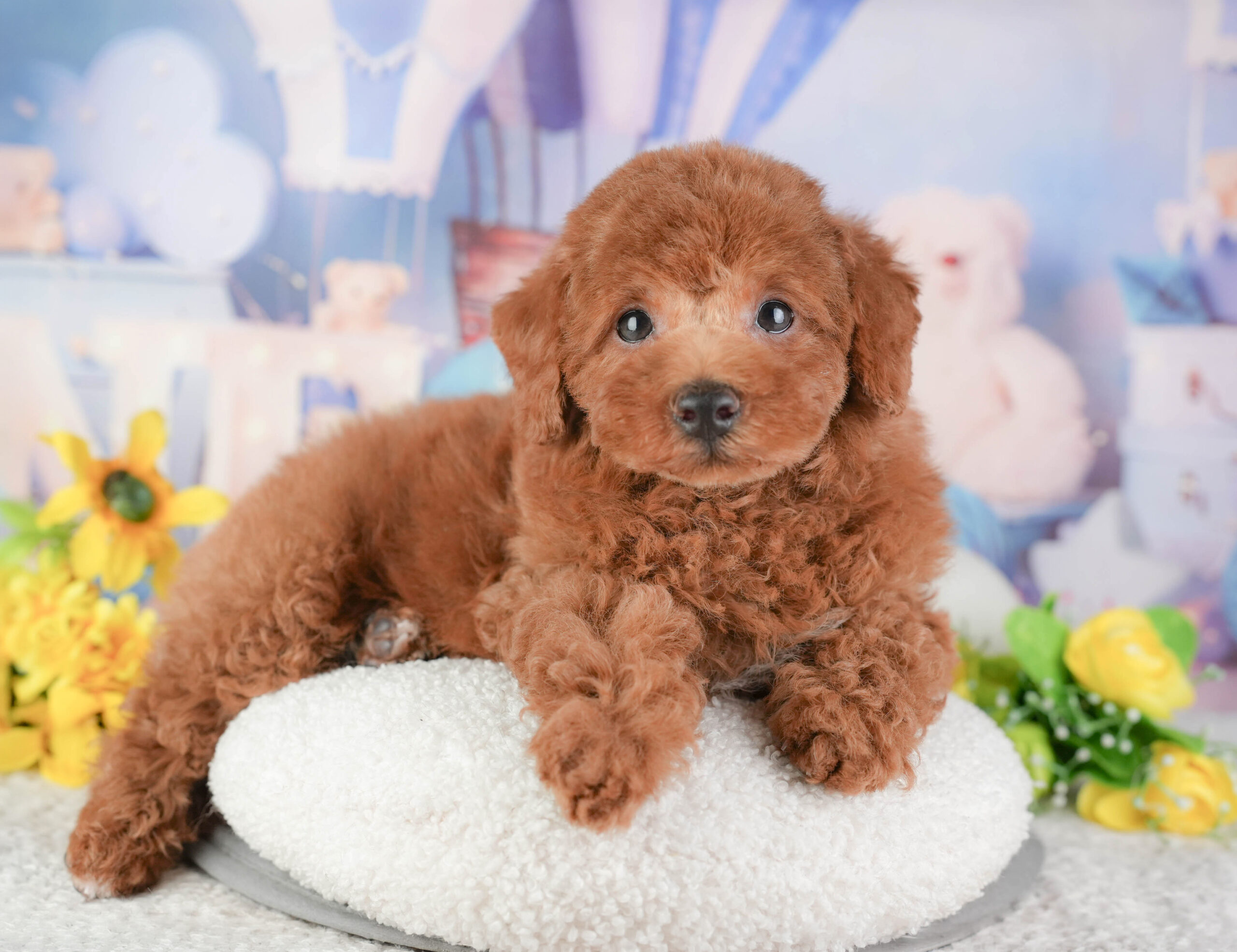 トイ・プードル | 男の子 | レッド | 2025年12月22日