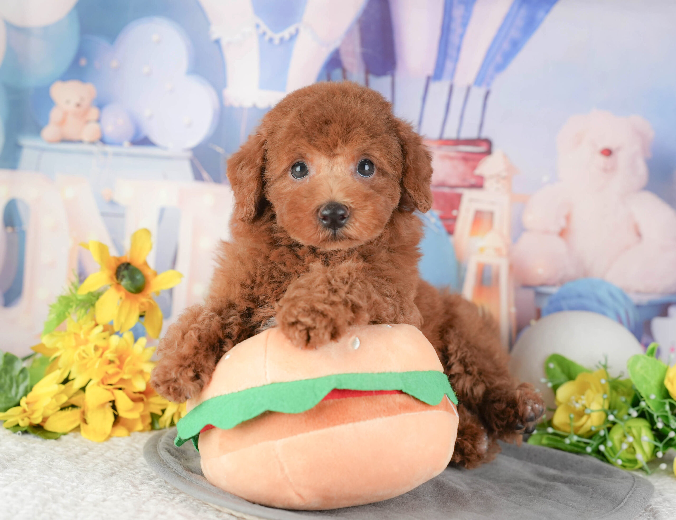 トイ・プードル | 男の子 | レッド | 2025年12月22日