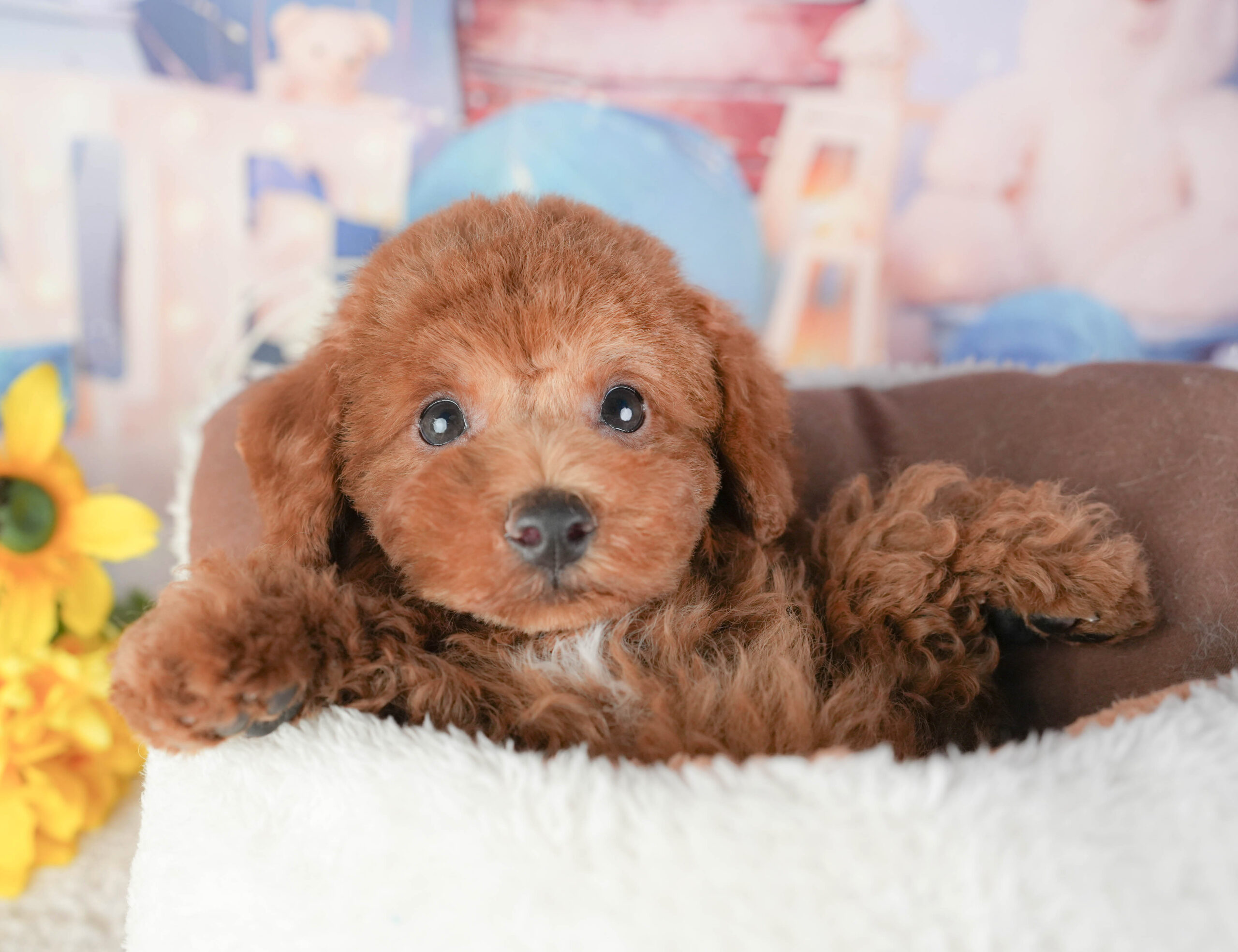 トイ・プードル | 男の子 | レッド | 2025年12月22日