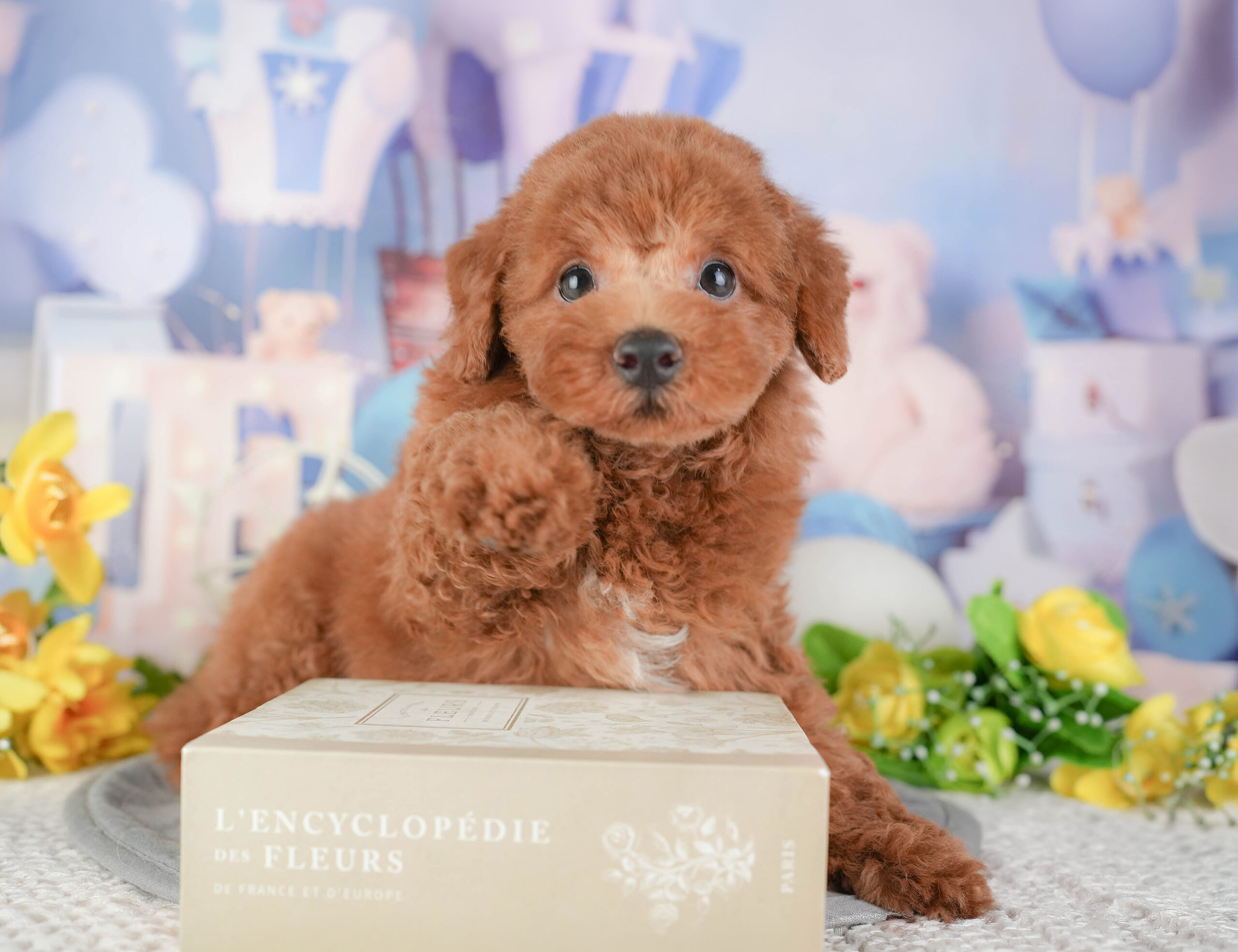 トイ・プードル | 男の子 | レッド | 2025年12月22日