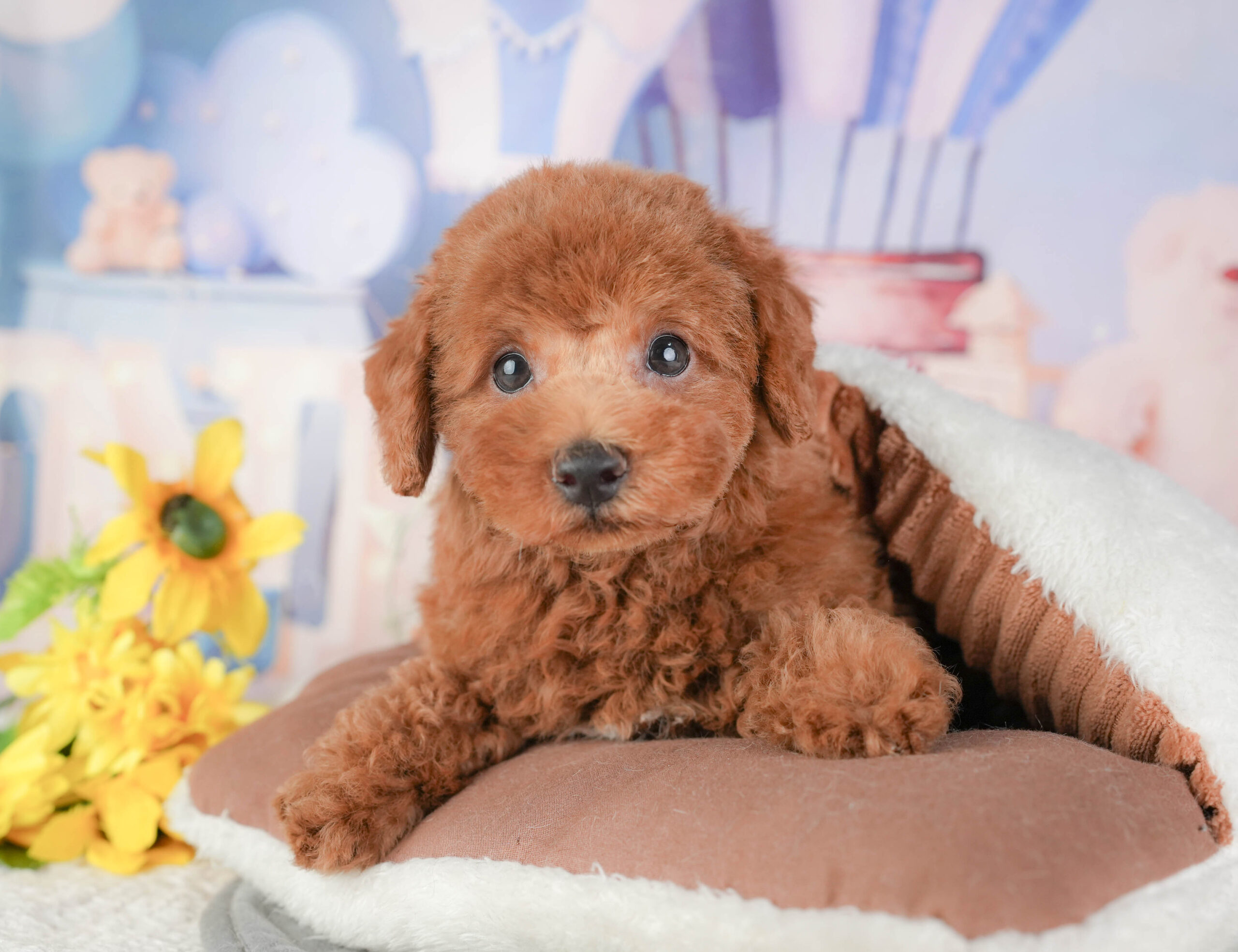 トイ・プードル | 男の子 | レッド | 2025年12月22日