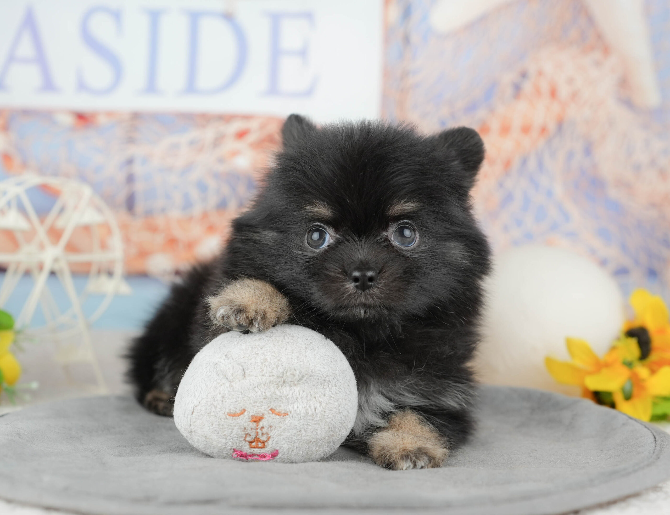 チワポメ | 男の子 | ブラック&タン | 2025年12月22日