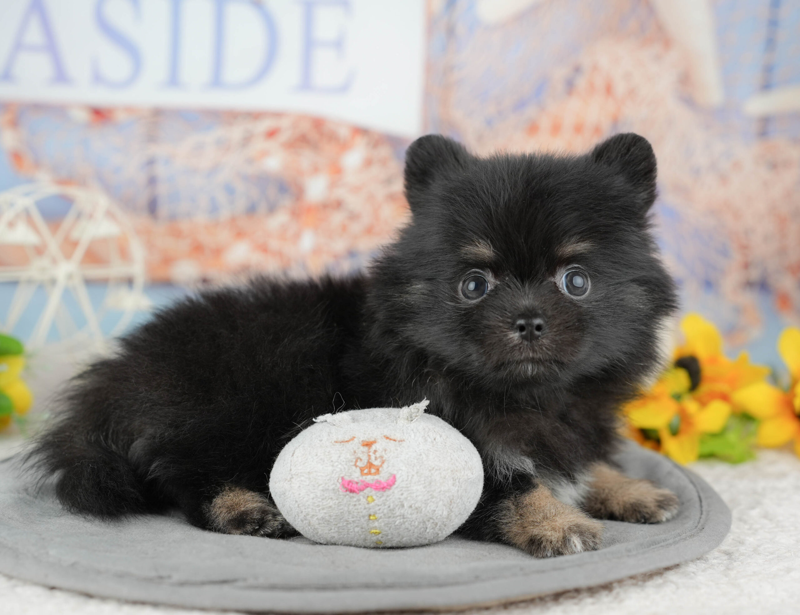 チワポメ | 男の子 | ブラック&タン | 2025年12月22日