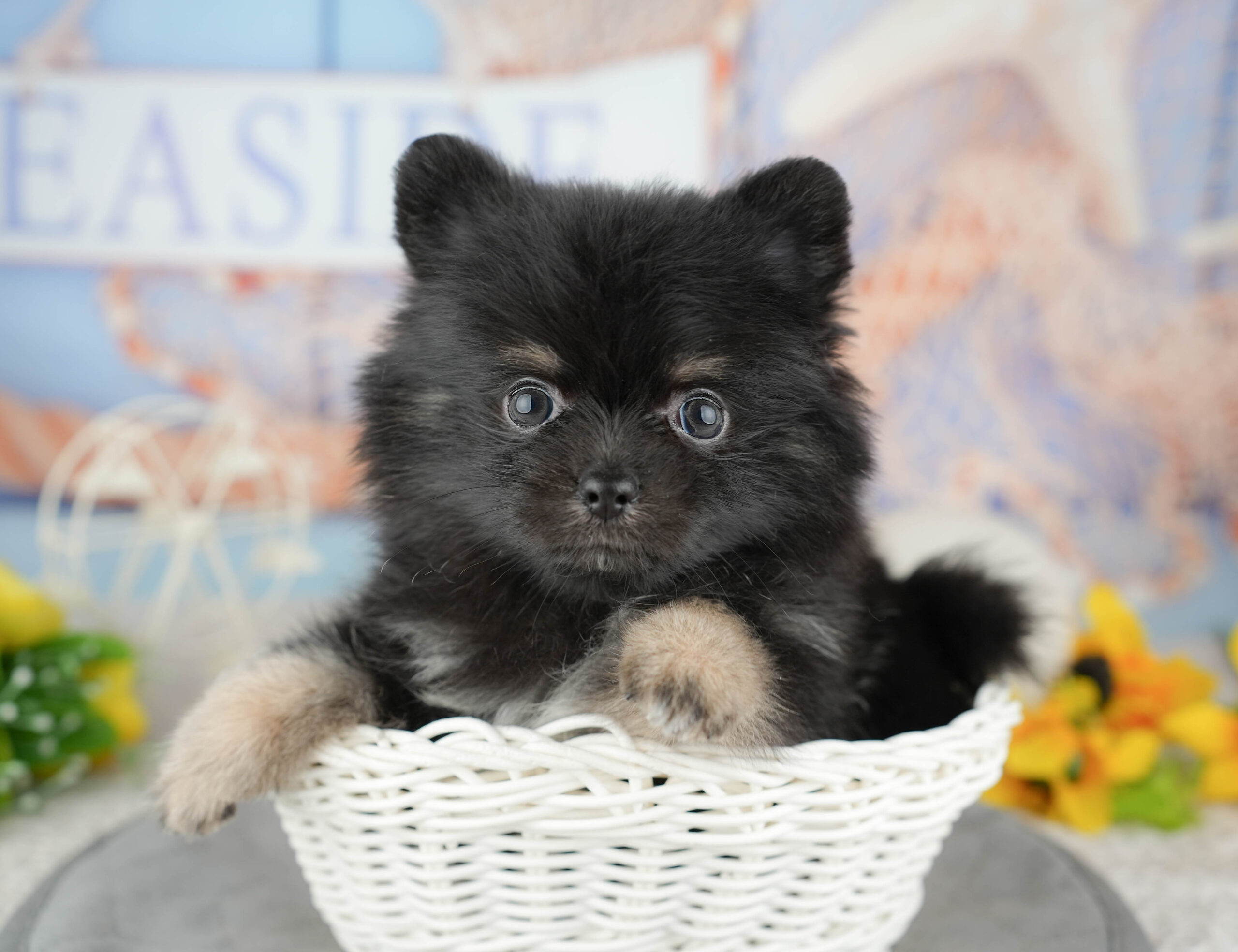 チワポメ | 男の子 | ブラック&タン | 2025年12月22日