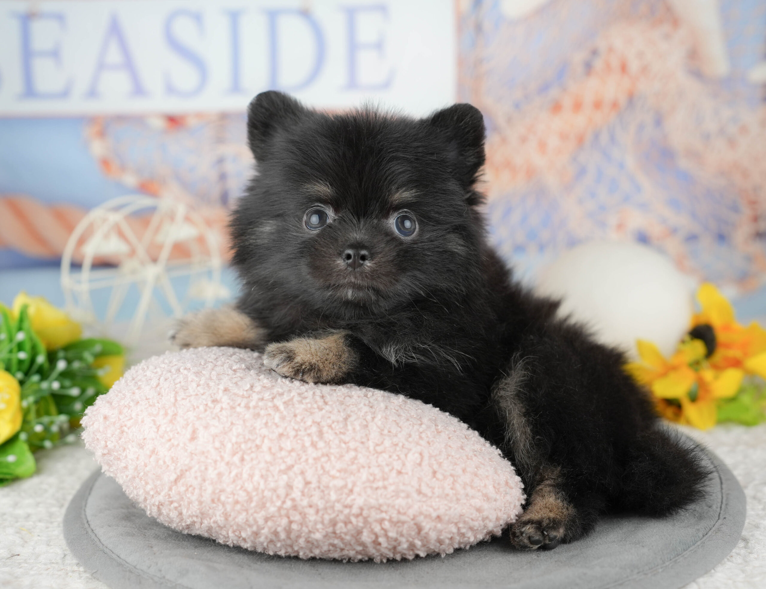 チワポメ | 男の子 | ブラック&タン | 2025年12月22日