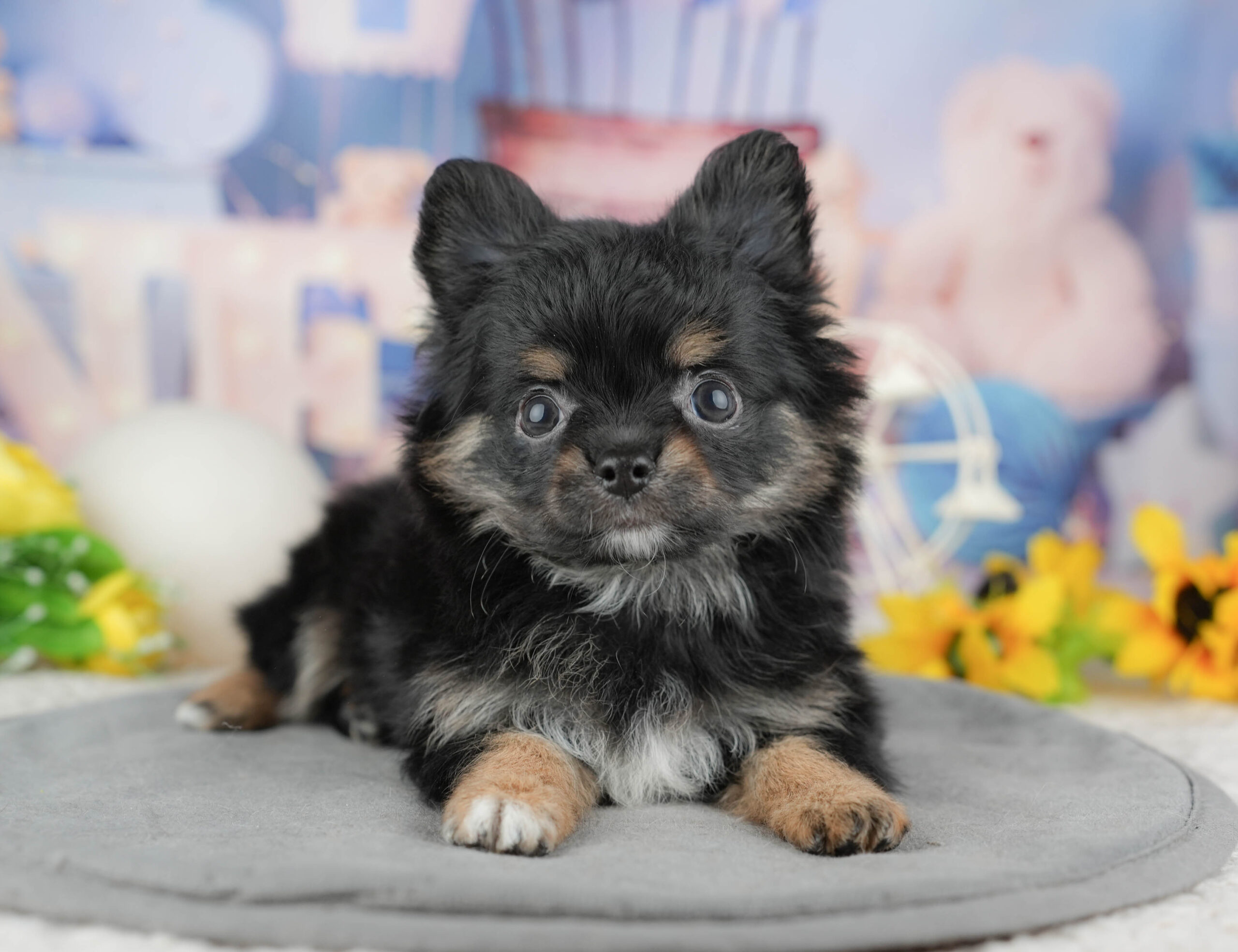 チワポメ | 女の子 | ブラックタン＆ホワイト | 2025年12月22日