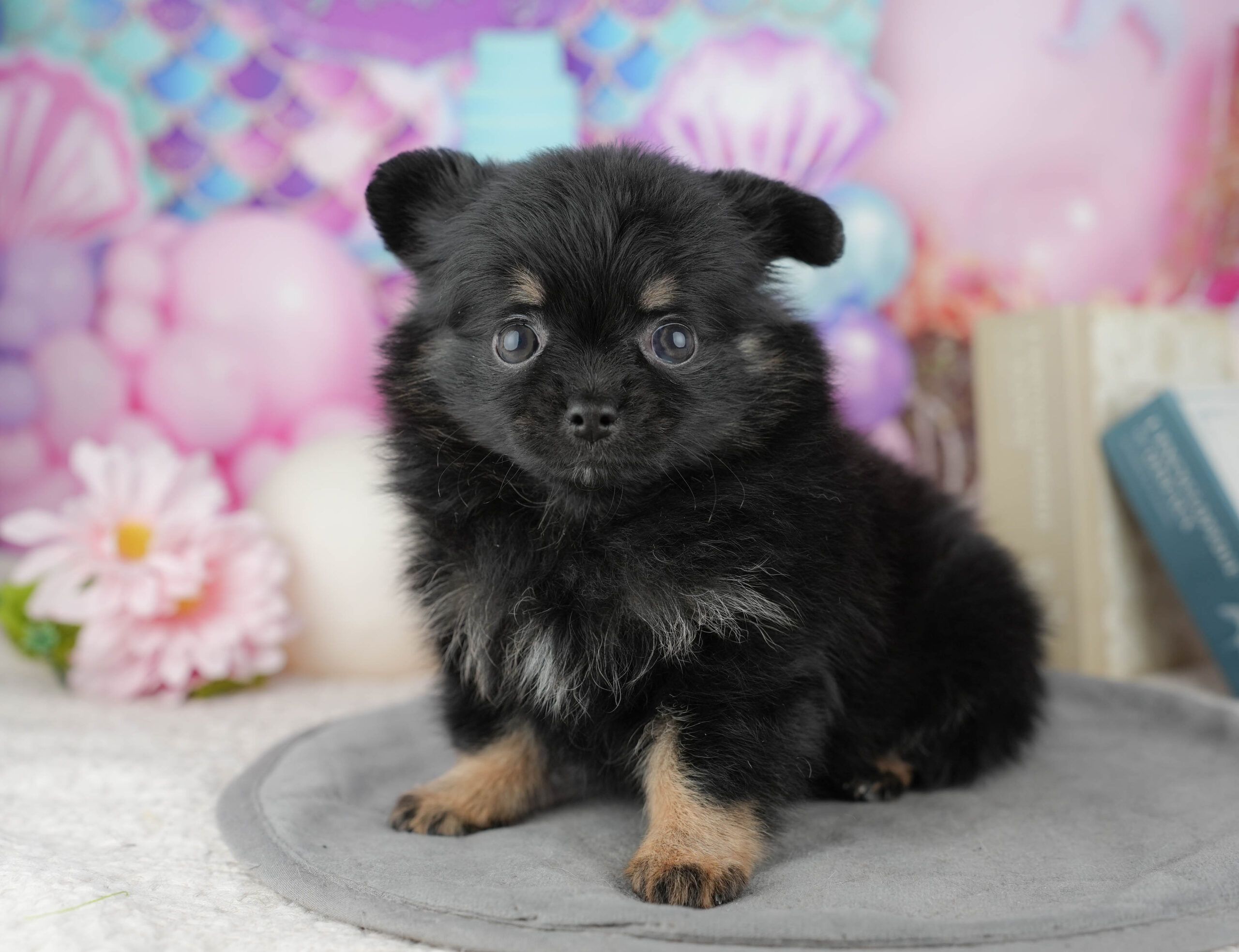 チワポメ | 女の子 | ブラック&タン | 2025年12月22日