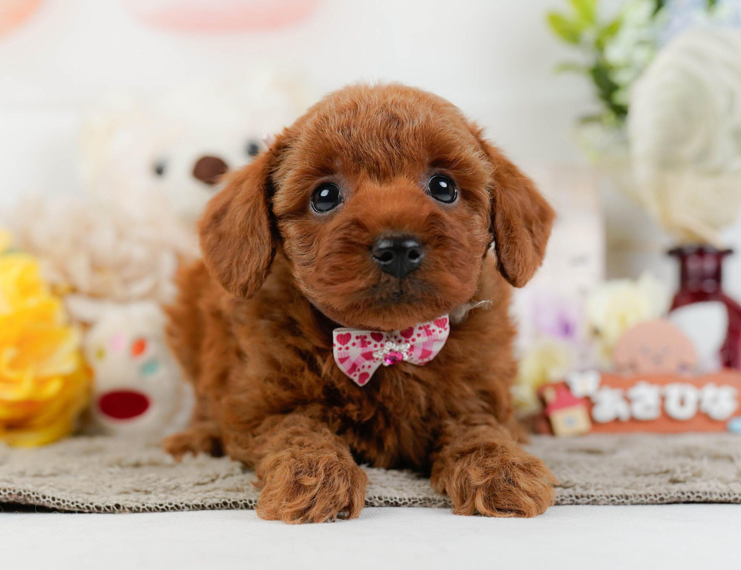 トイ・プードル | 女の子 | レッド | 2025年12月22日