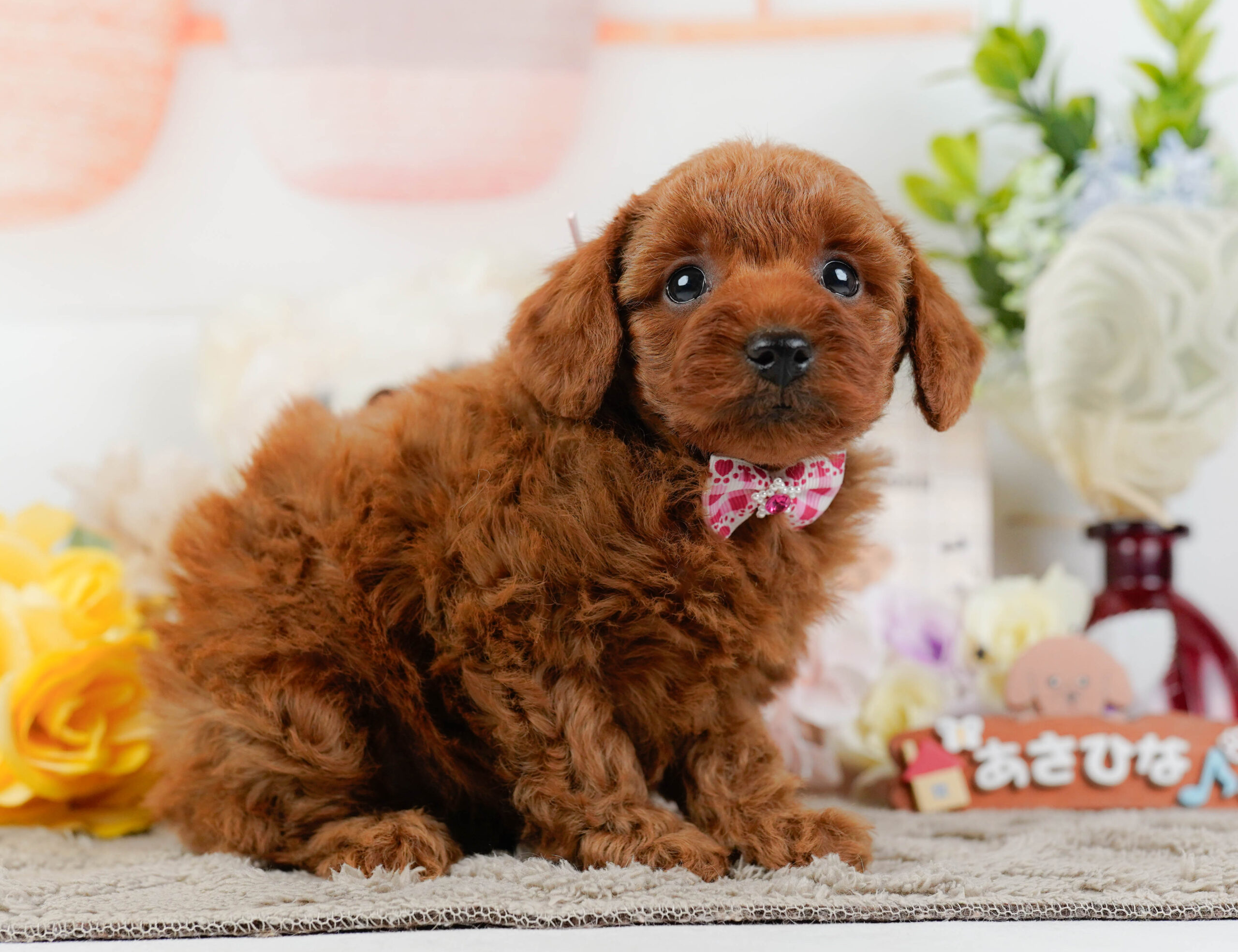 トイ・プードル | 女の子 | レッド | 2025年12月22日