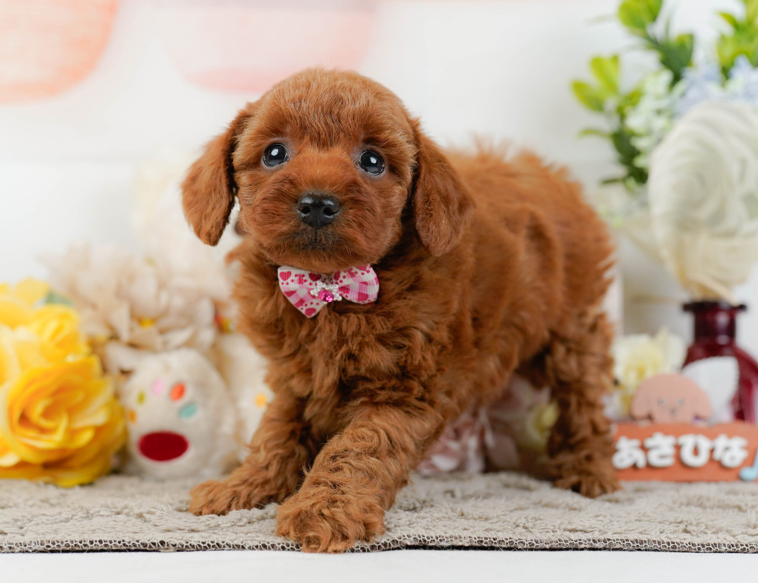 トイ・プードル | 女の子 | レッド | 2025年12月22日