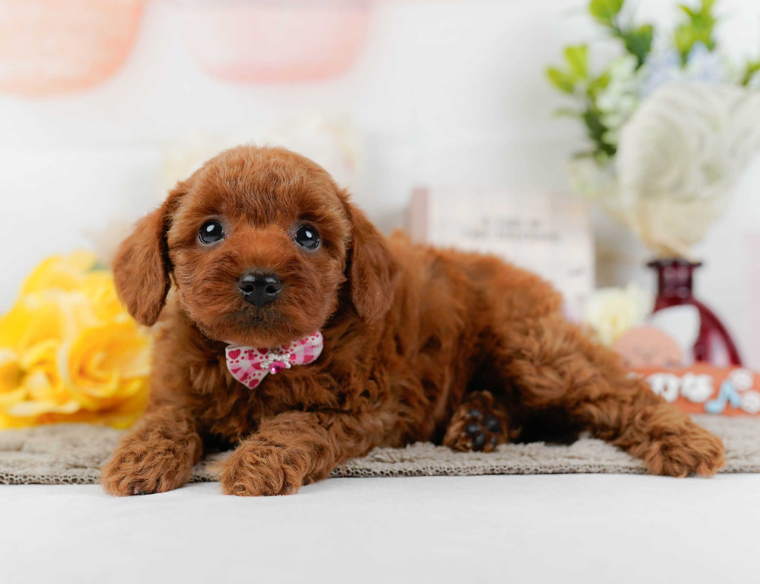 トイ・プードル | 女の子 | レッド | 2025年12月22日