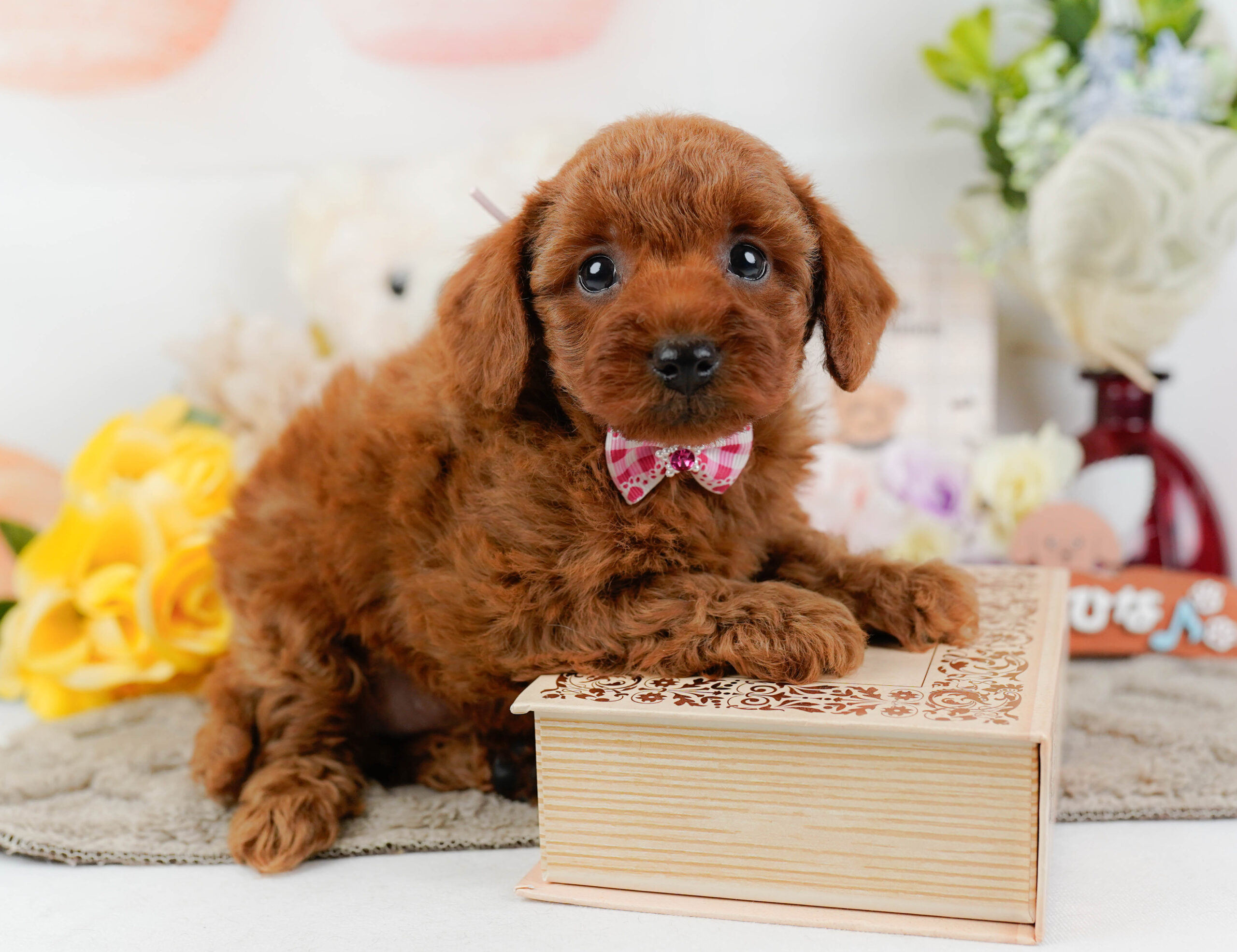 トイ・プードル | 女の子 | レッド | 2025年12月22日