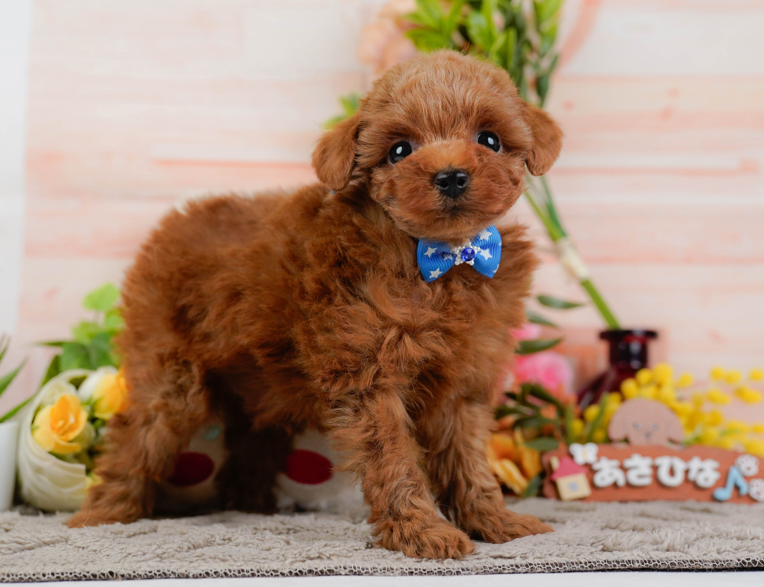 トイ・プードル | 男の子 | レッド | 2025年12月22日