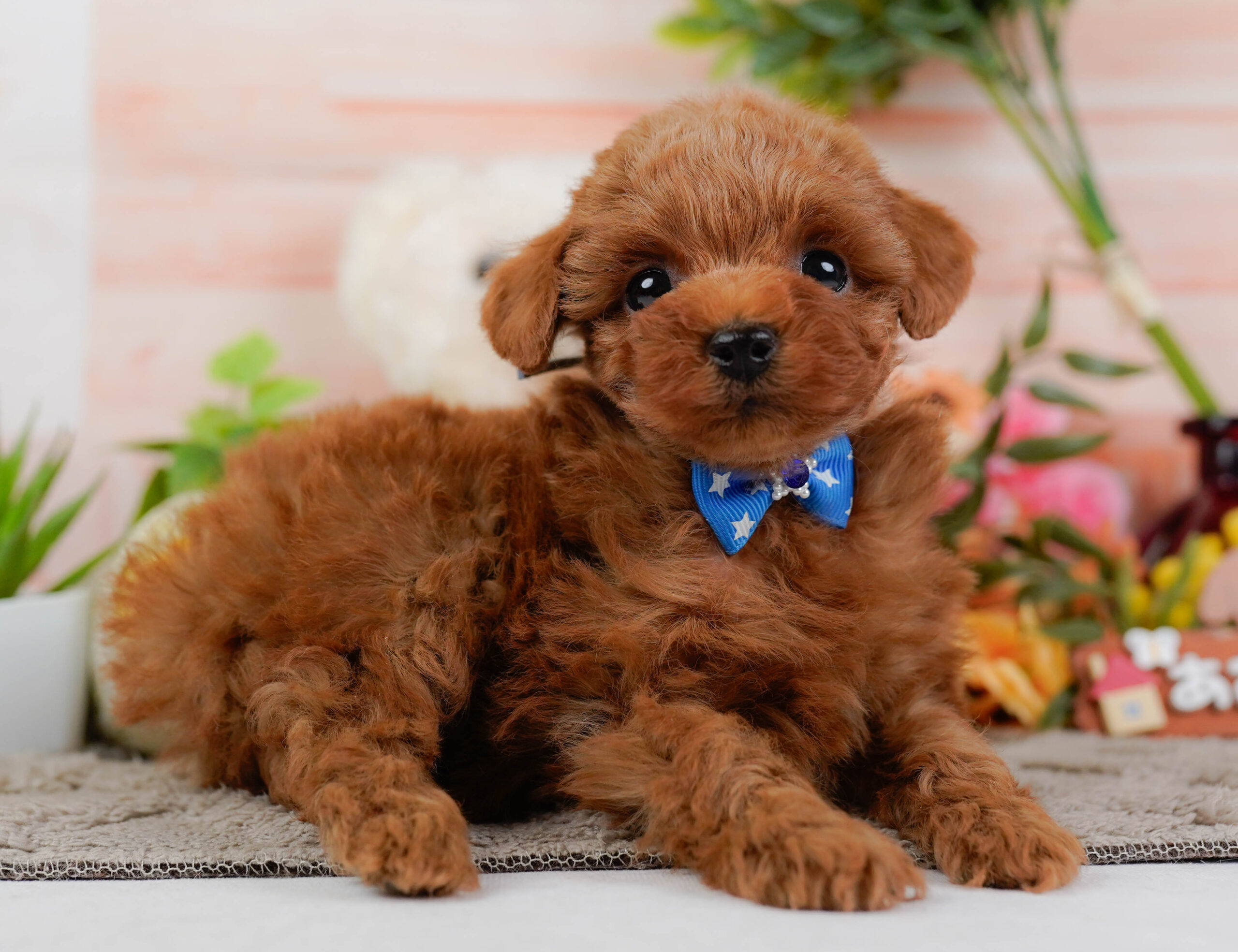 トイ・プードル | 男の子 | レッド | 2025年12月22日