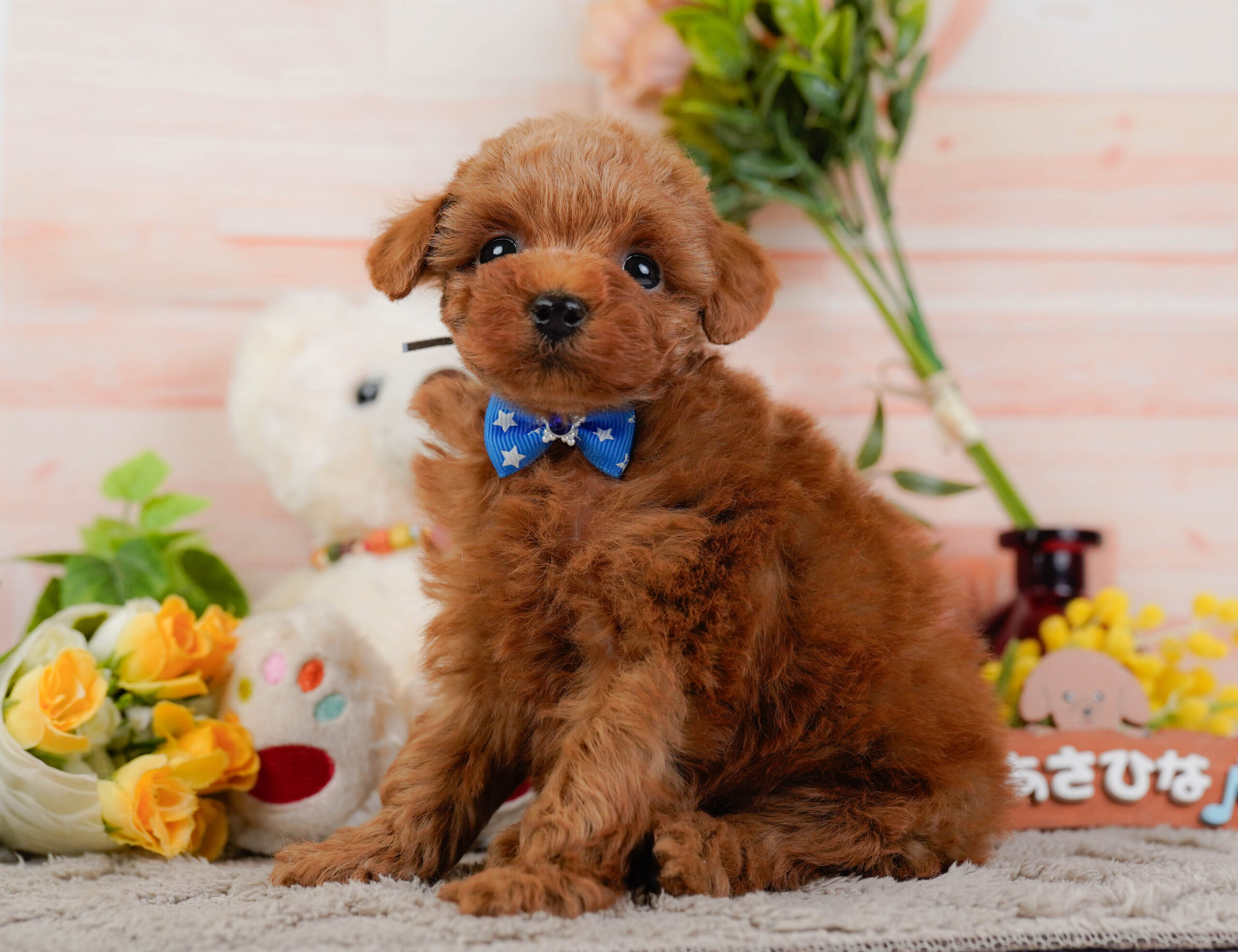 トイ・プードル | 男の子 | レッド | 2025年12月22日