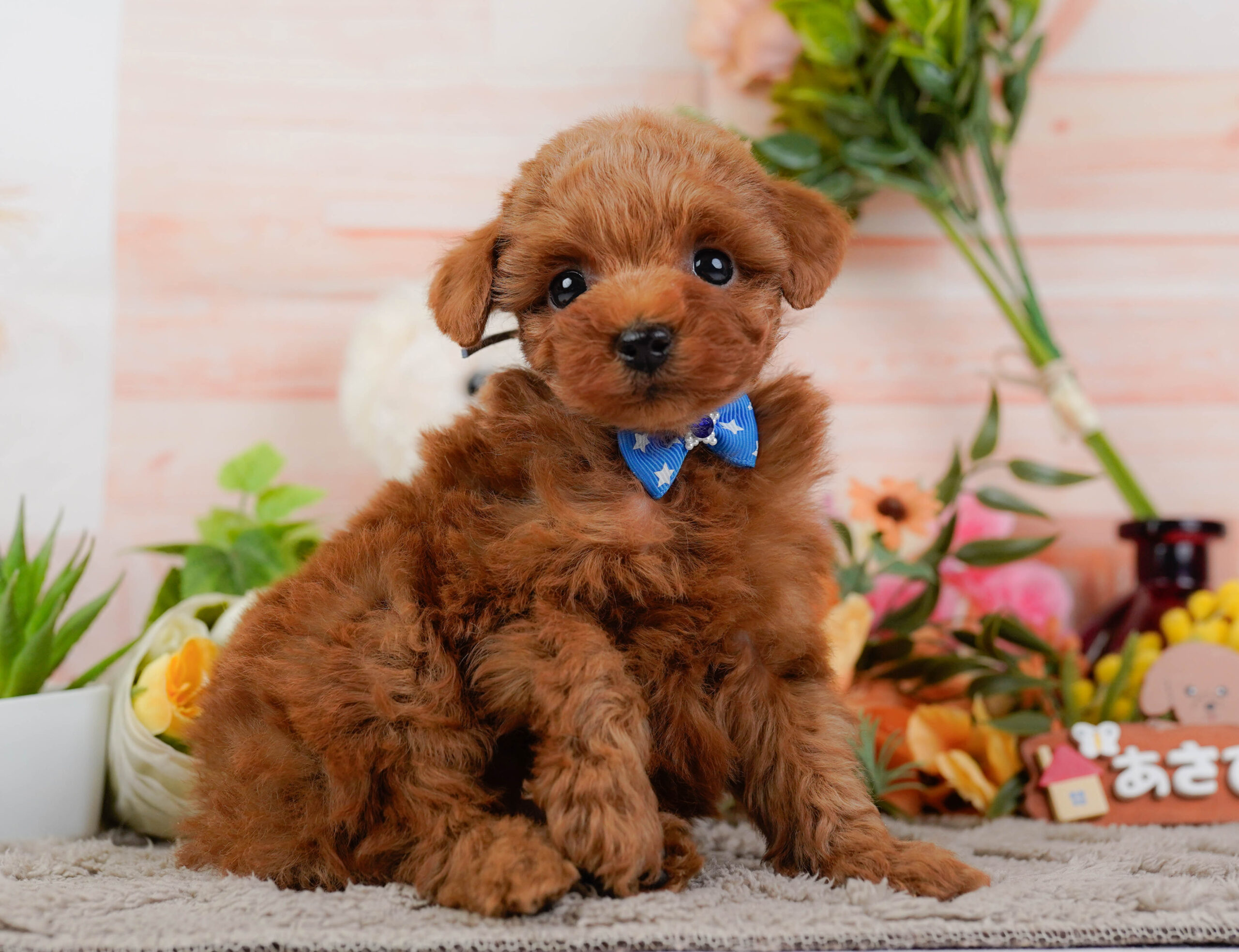 トイ・プードル | 男の子 | レッド | 2025年12月22日