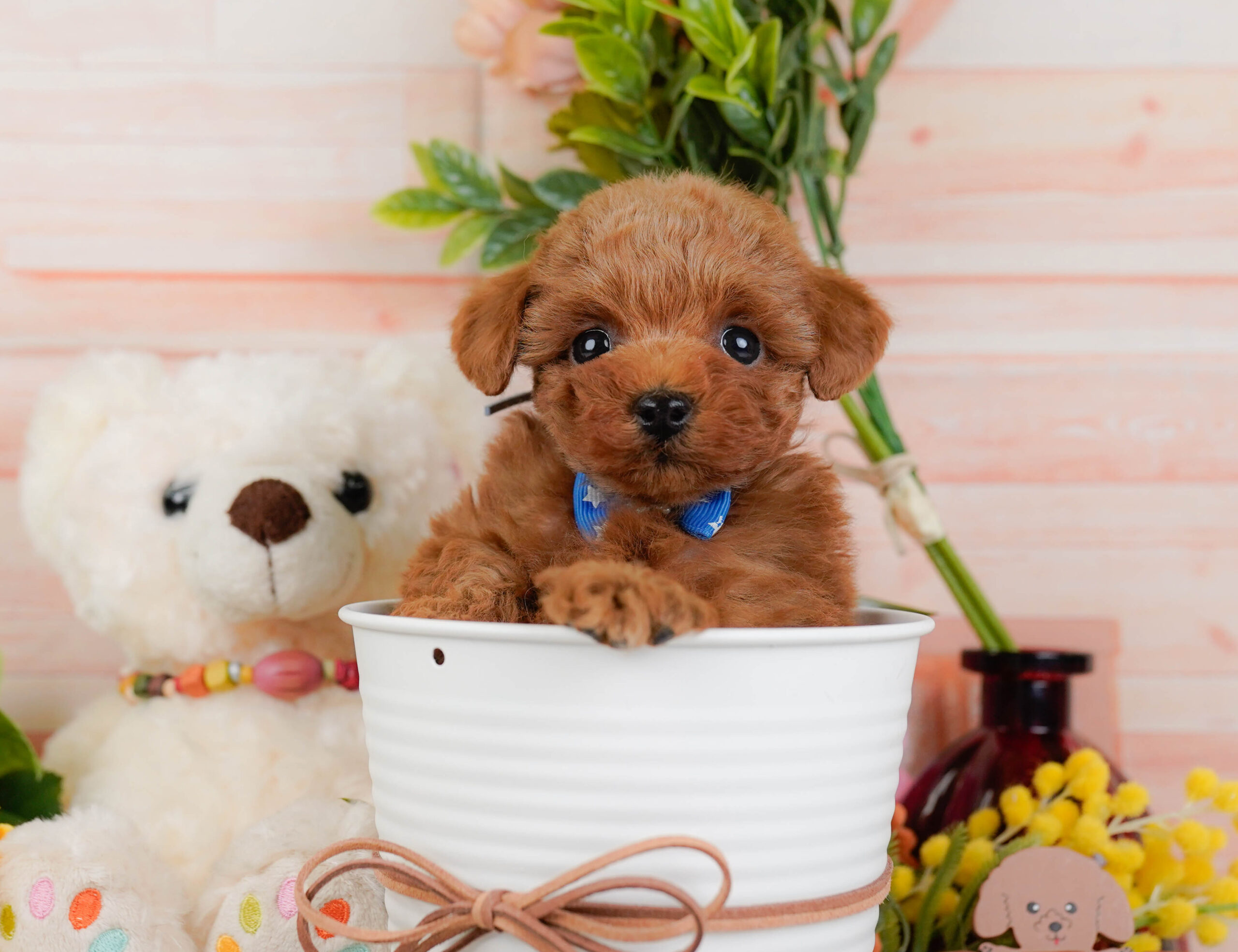 トイ・プードル | 男の子 | レッド | 2025年12月22日