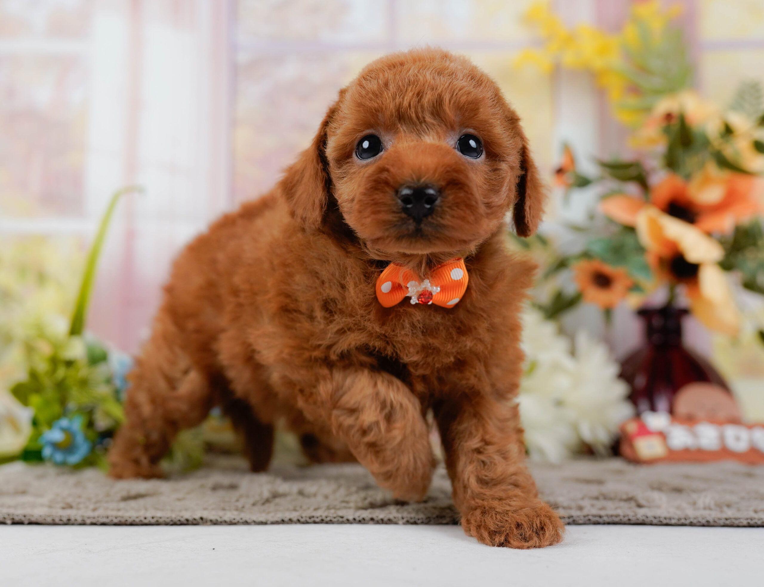 トイ・プードル | 男の子 | レッド | 2025年12月22日