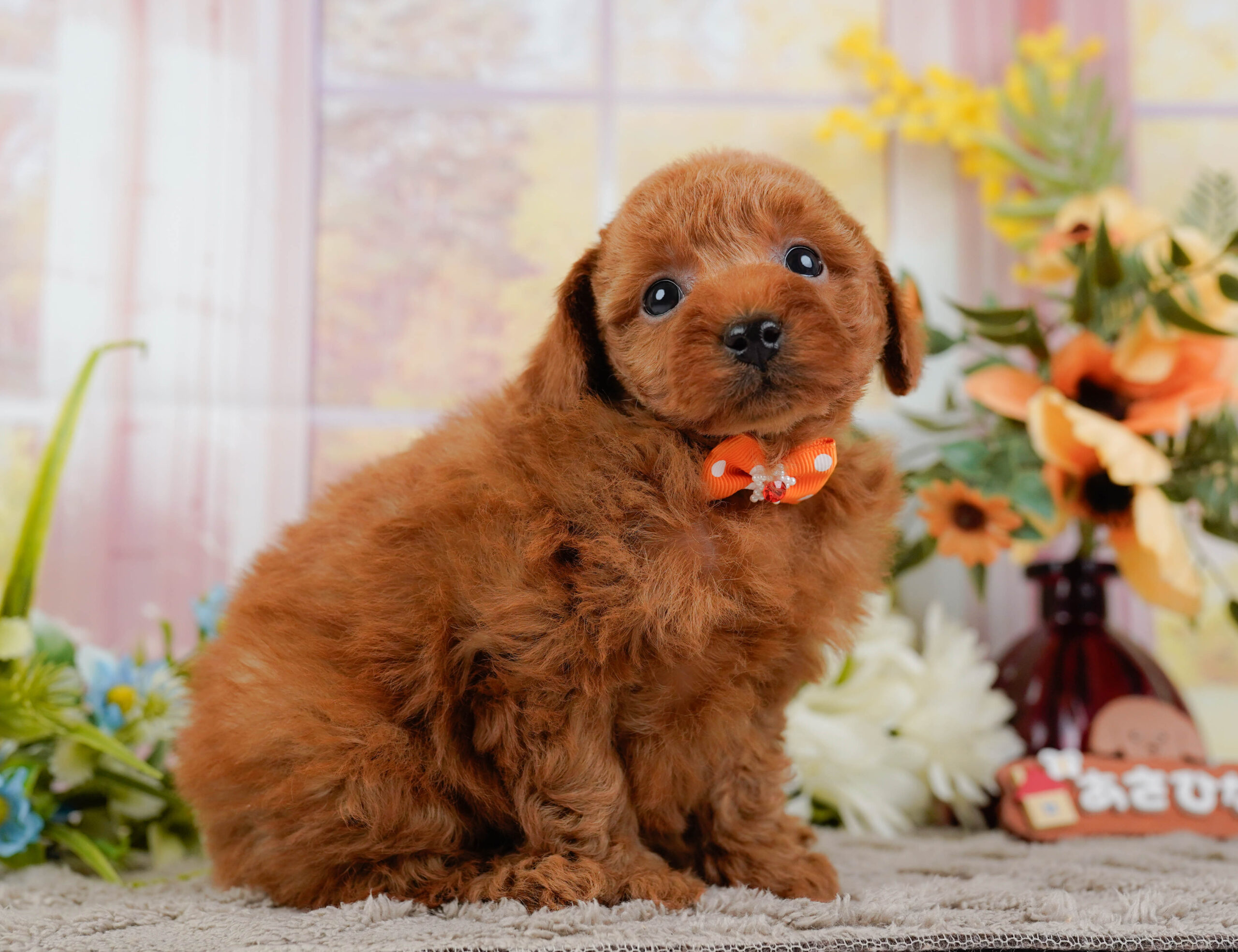 トイ・プードル | 男の子 | レッド | 2025年12月22日