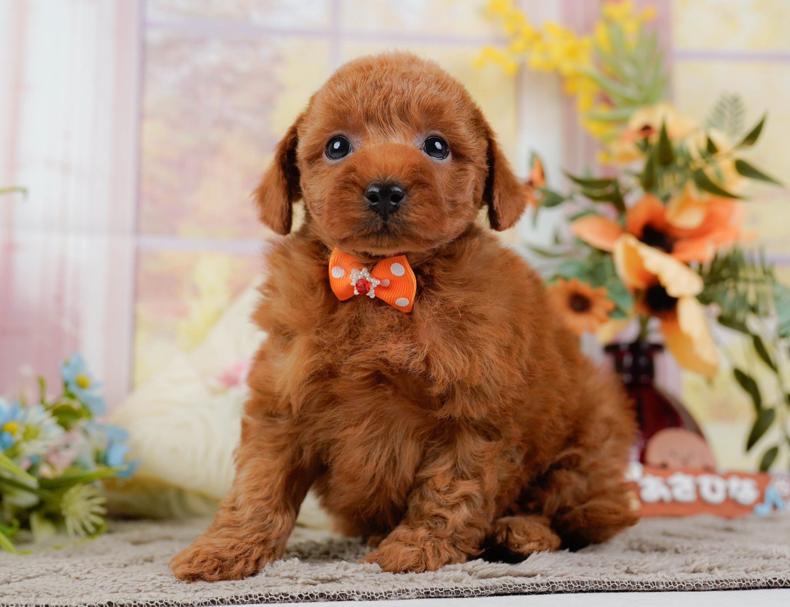 トイ・プードル | 男の子 | レッド | 2025年12月22日