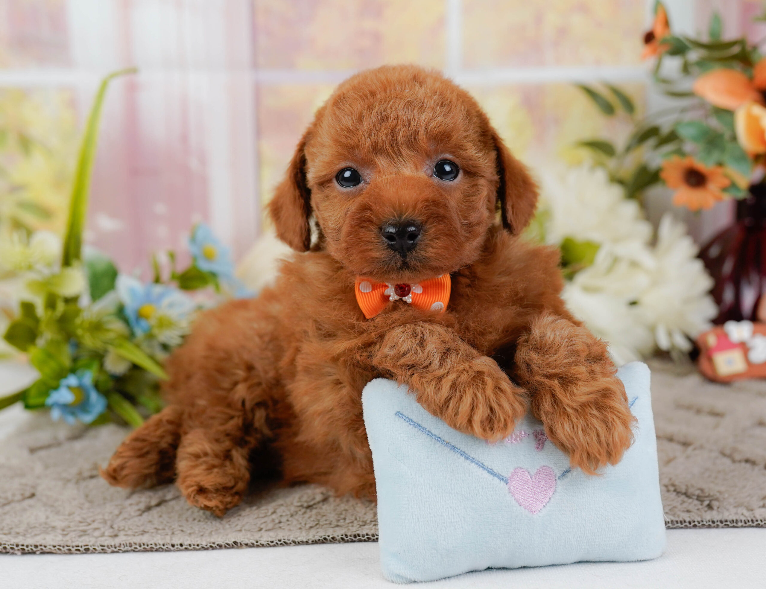 トイ・プードル | 男の子 | レッド | 2025年12月22日